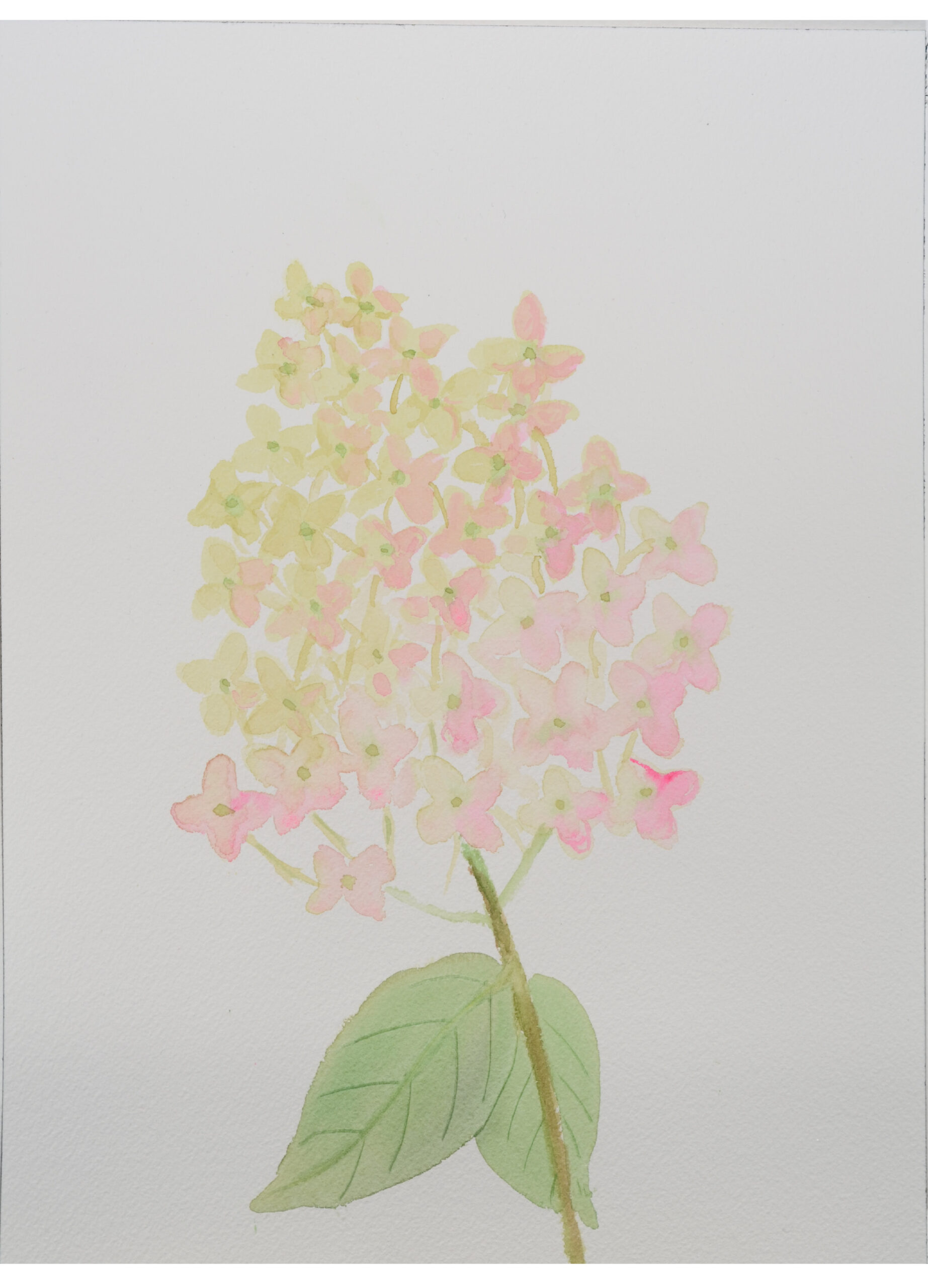 Beauty-In-Passing-Hydrangea_watercolor_12x9_October-2020-scaled