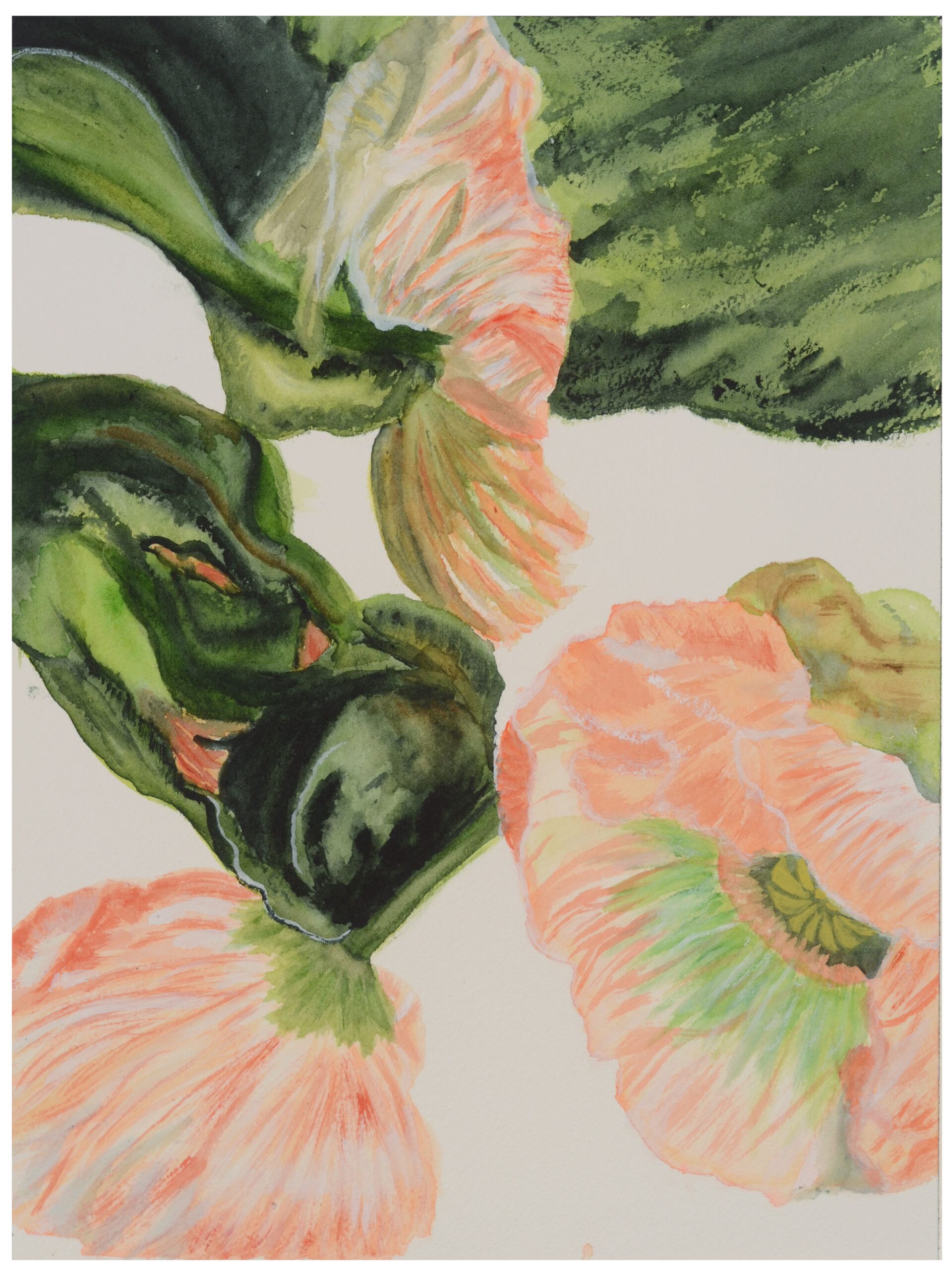 Poppy-Season_watercolor_12x10_Aril-2021-2-scaled