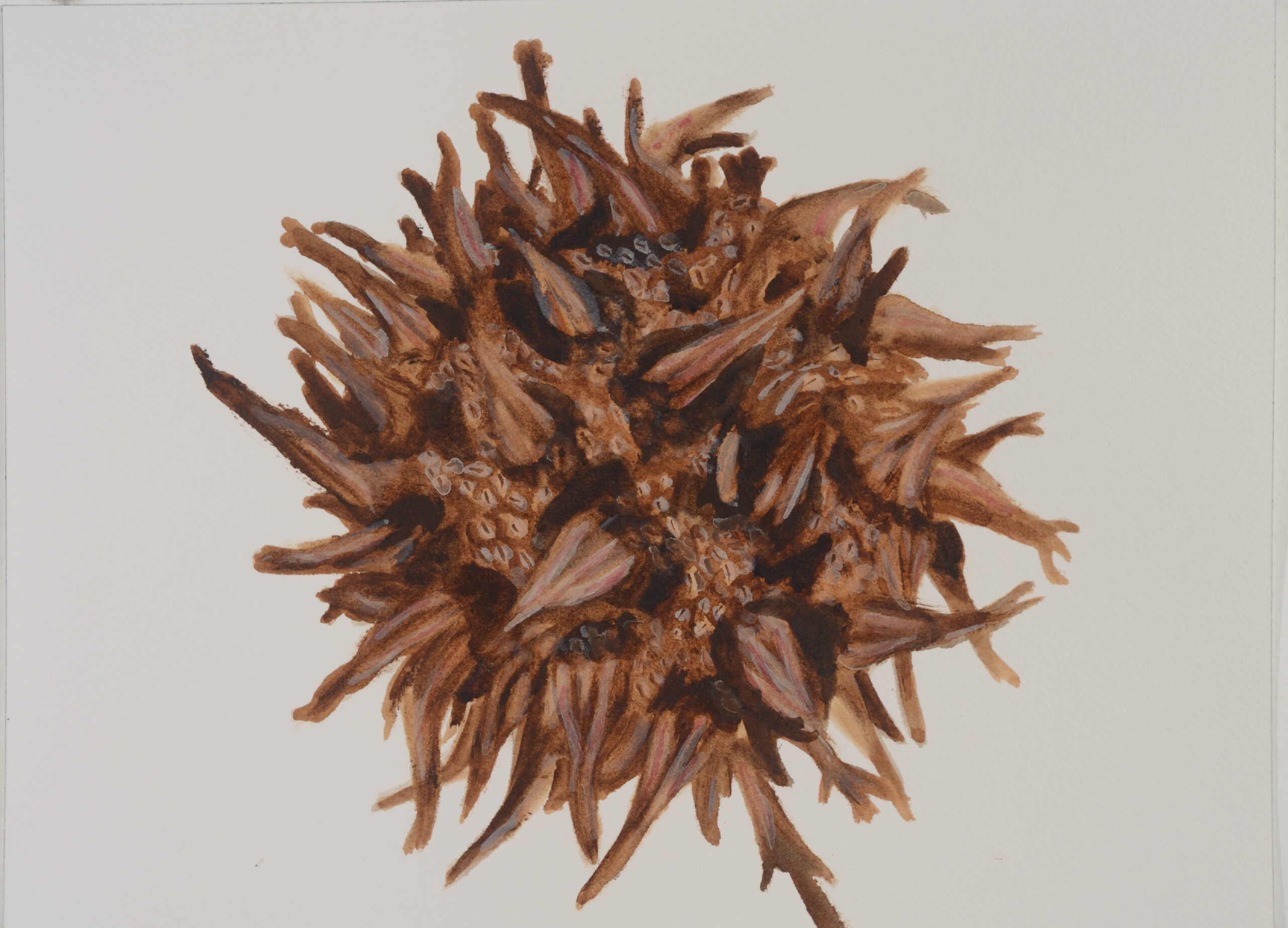 Seed-Burr-Sweet-Gum_Watercolor_9x11_February-2021-scaled