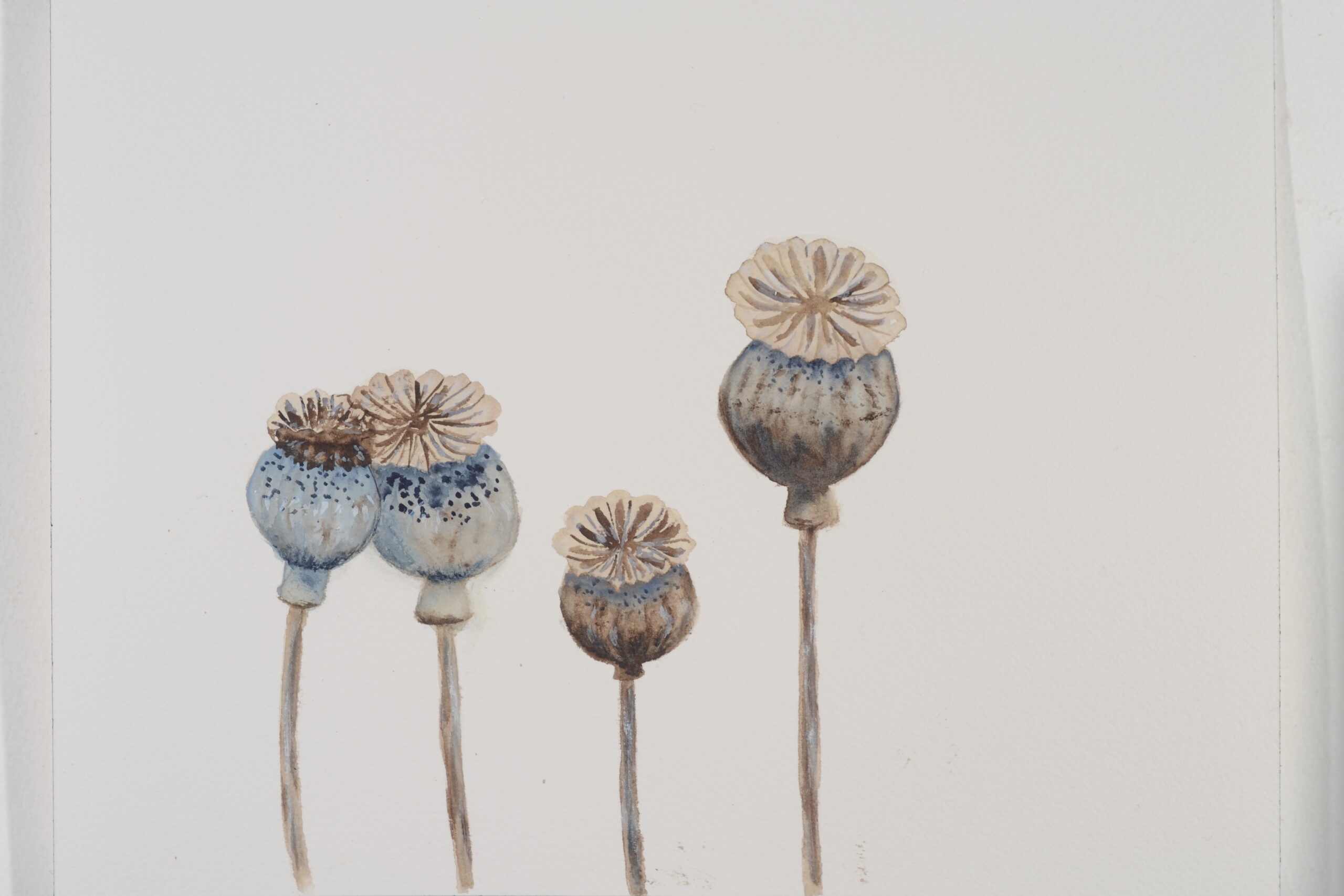 Seed-Heads-Poppy_watercolor_9x11_January-2021-scaled
