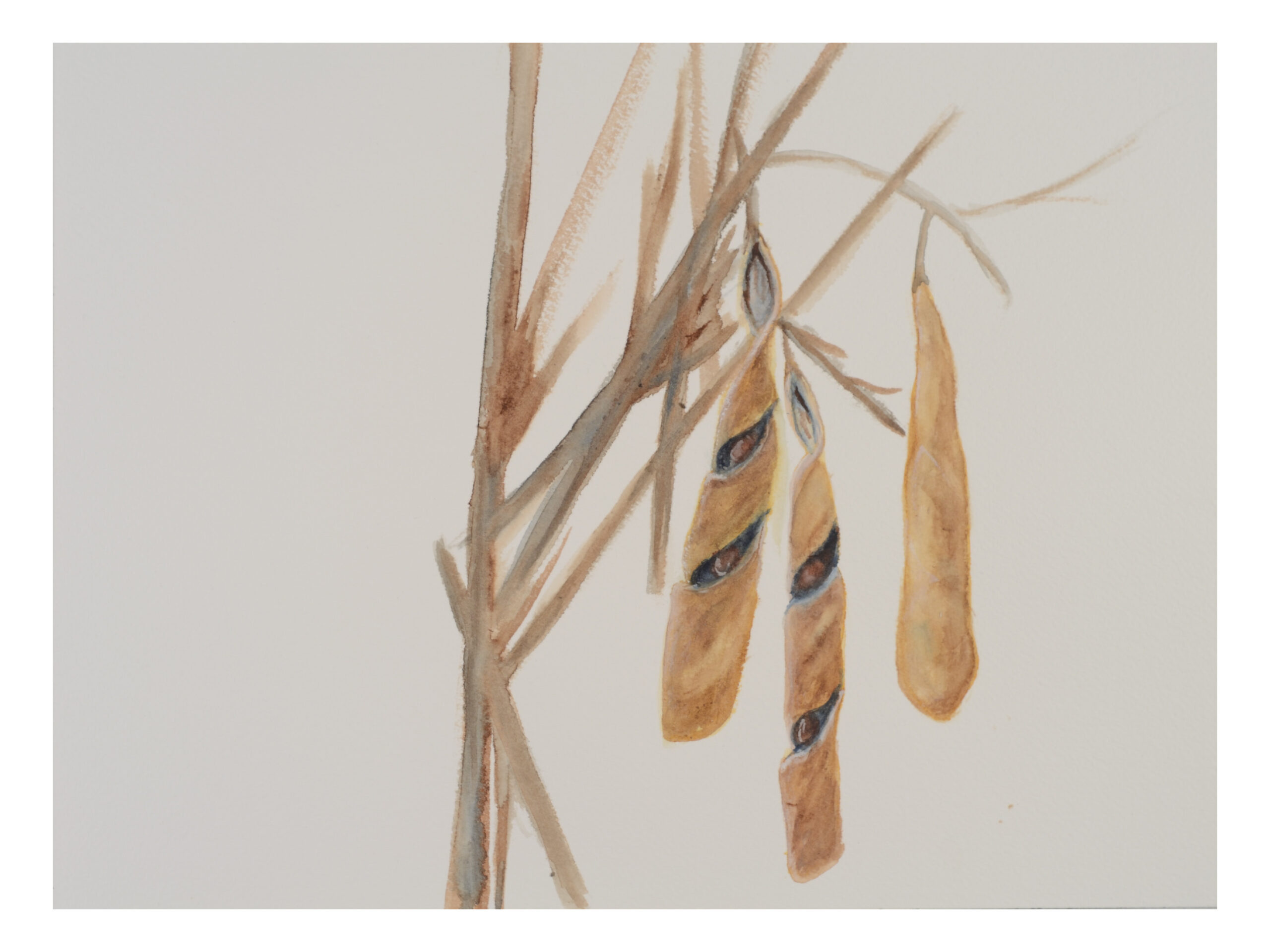 Seed-Pods-Wisteria_watercolor_9x11_March-2021-scaled
