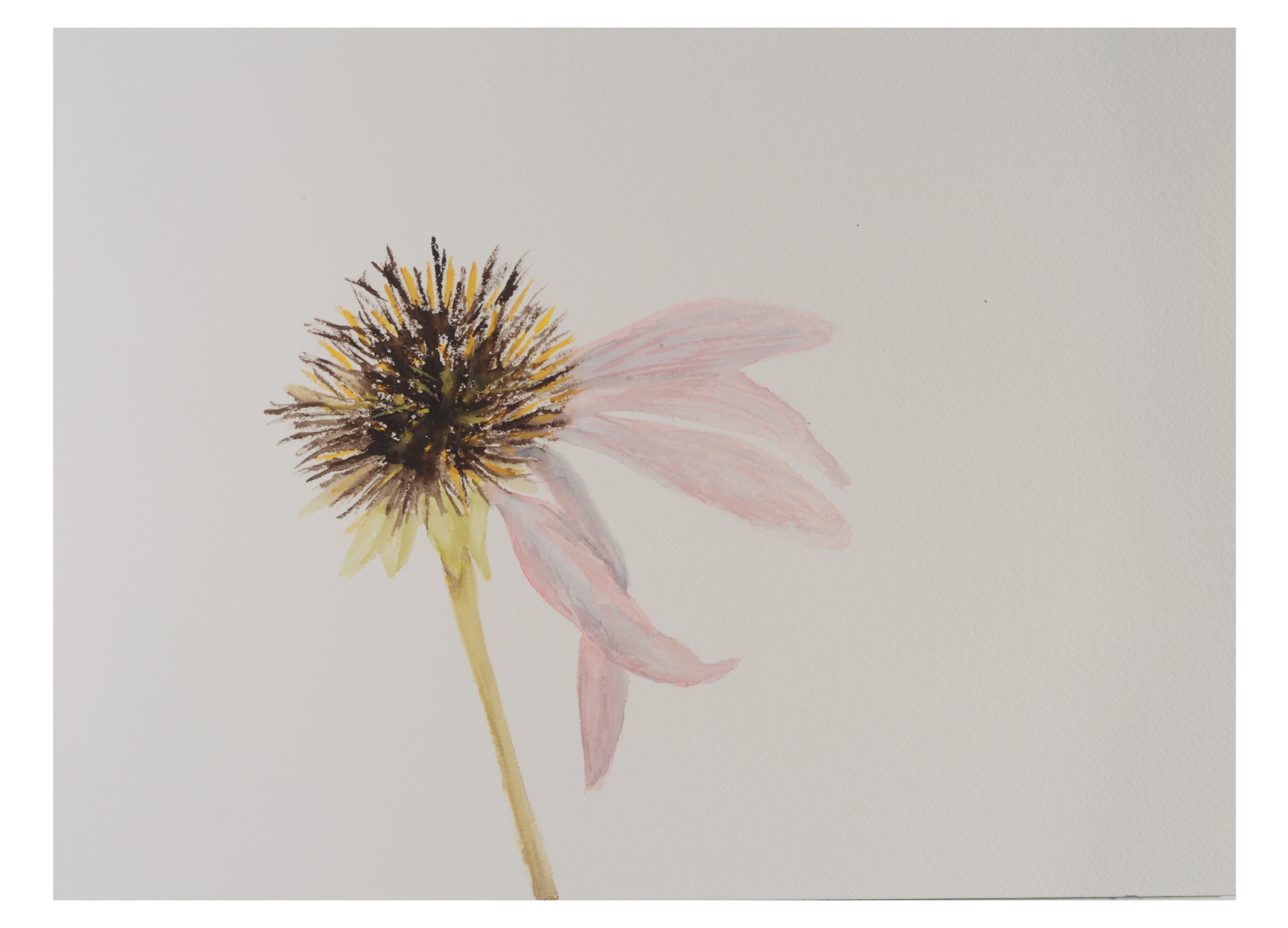 Seed-head-Echinacea_watercolor_9x11_December-2020-scaled