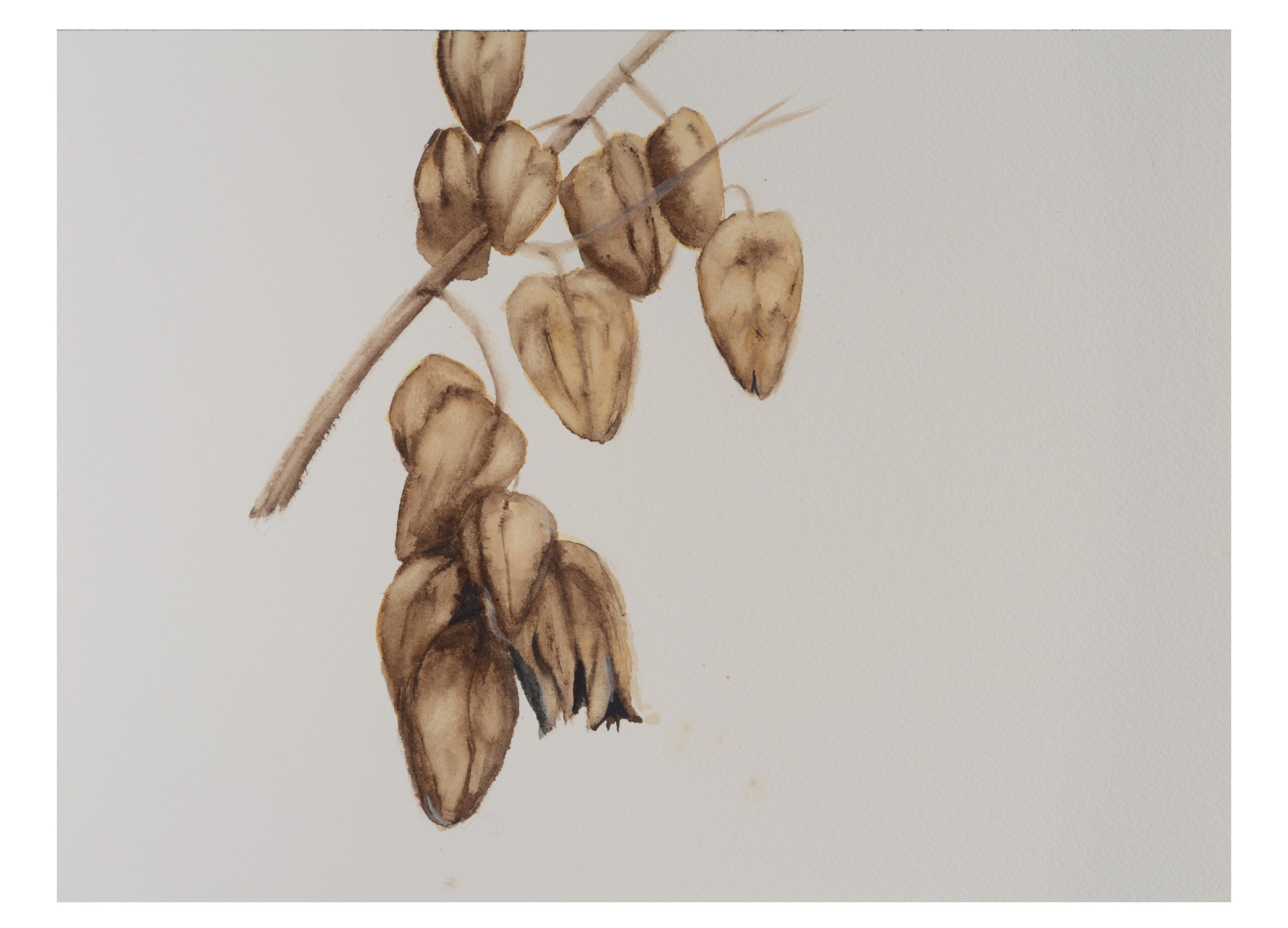 Seed-pod-1_watercolor_9x11_December-2020-scaled