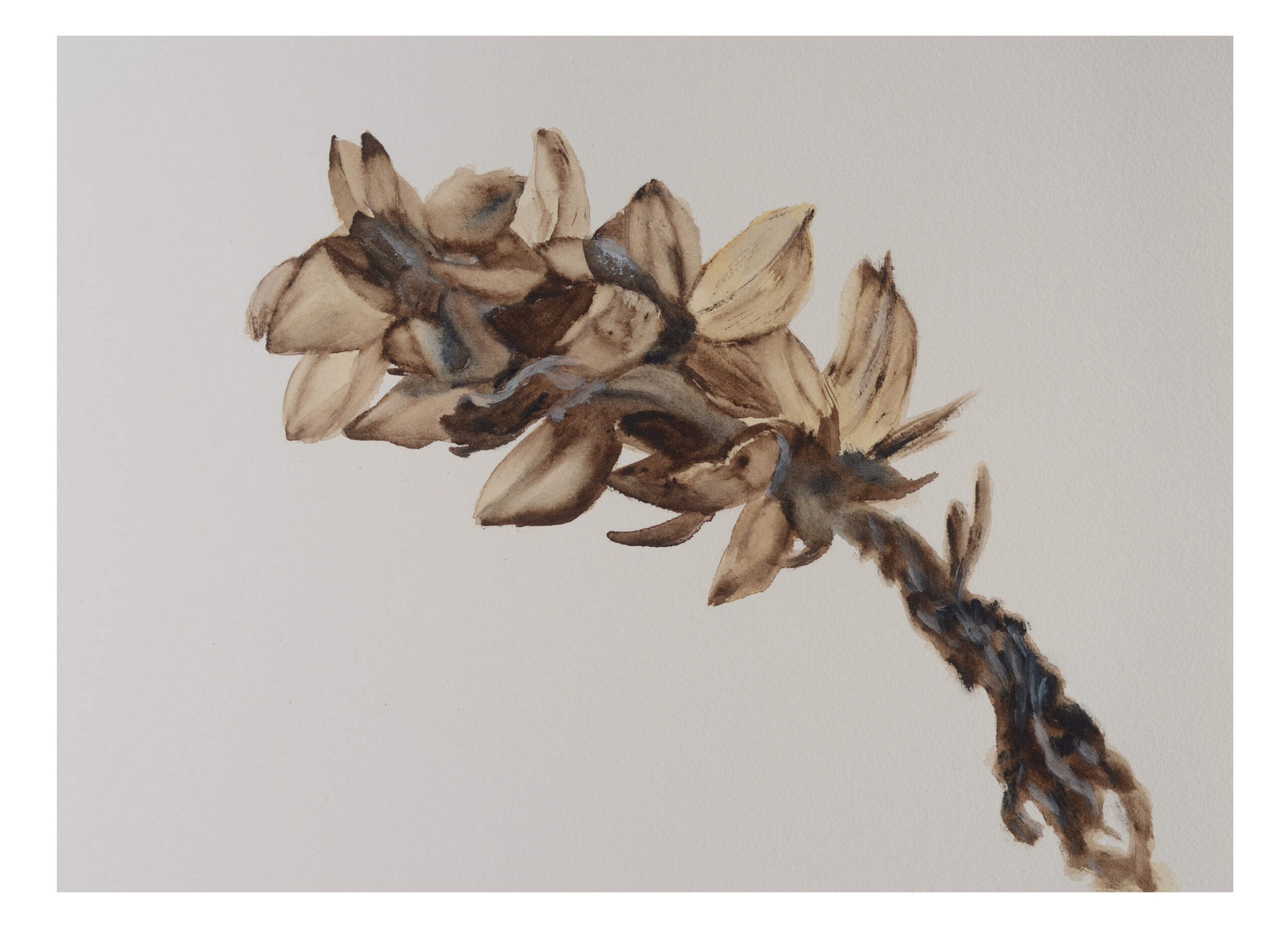Seed-pod-2_watercolor_9x11_December-2020-scaled