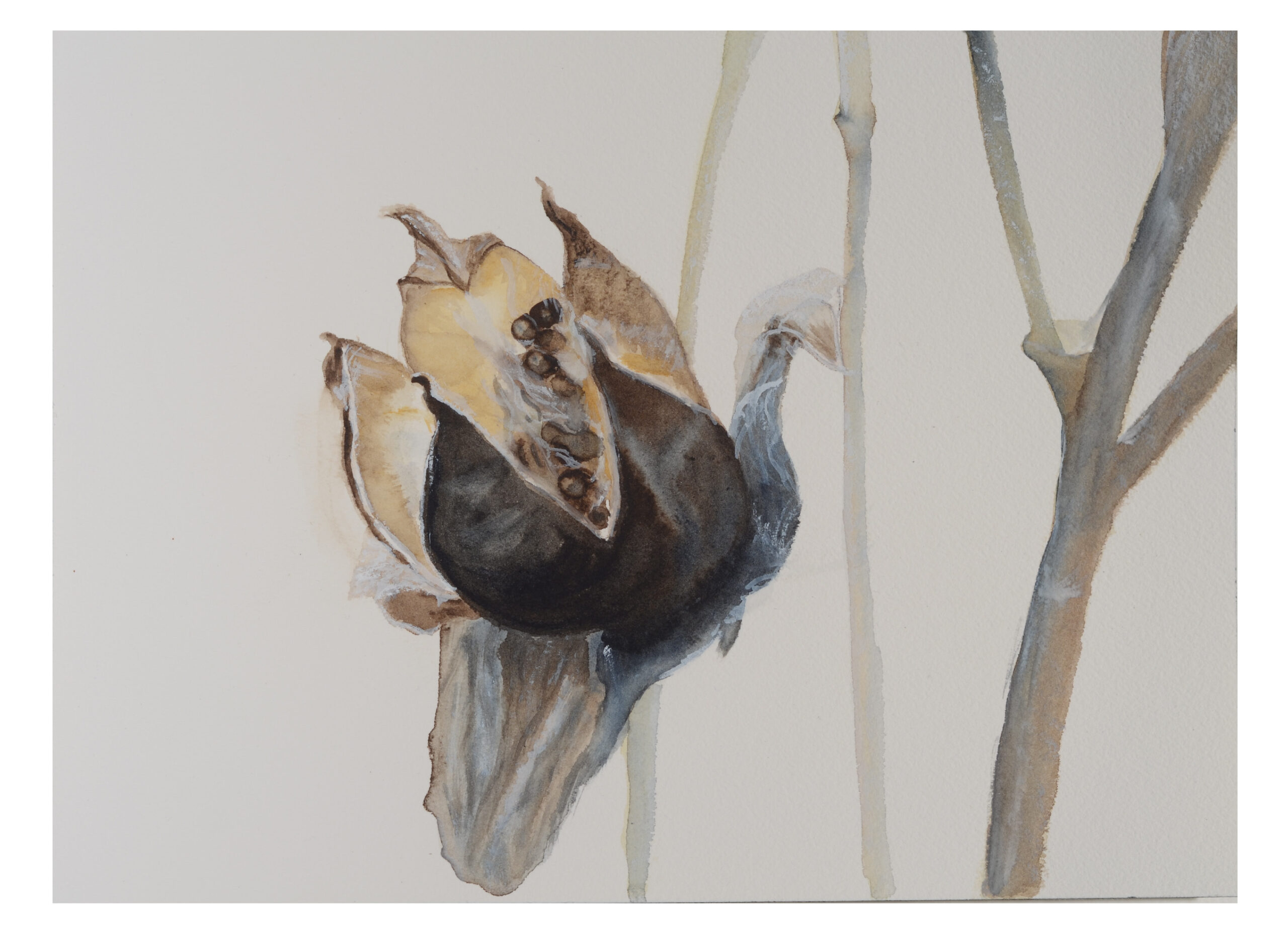 Seed-pod-4_watercolor_9x11_December-2020-scaled