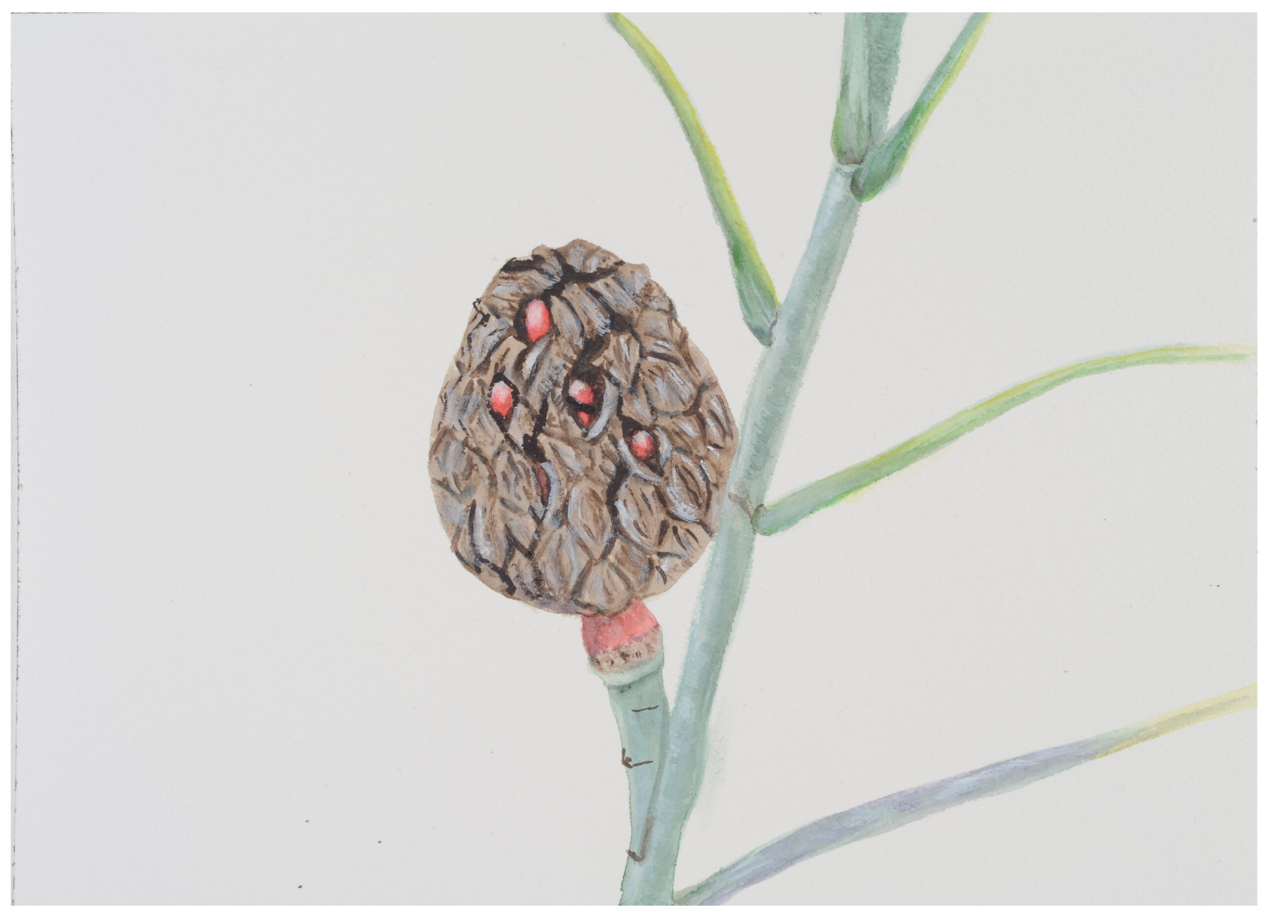 Seed-pod-5_watercolor_9x11_January-2021-scaled