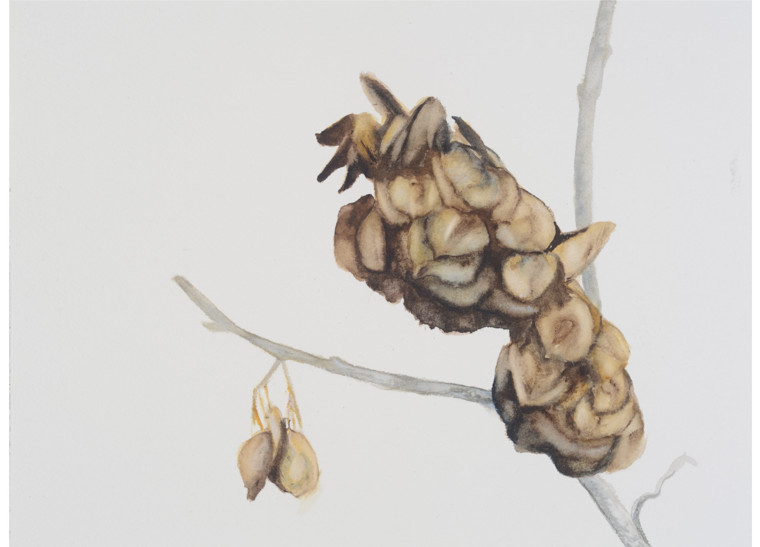 Seed-pod-6_watercolor_9x11_January-2021-scaled