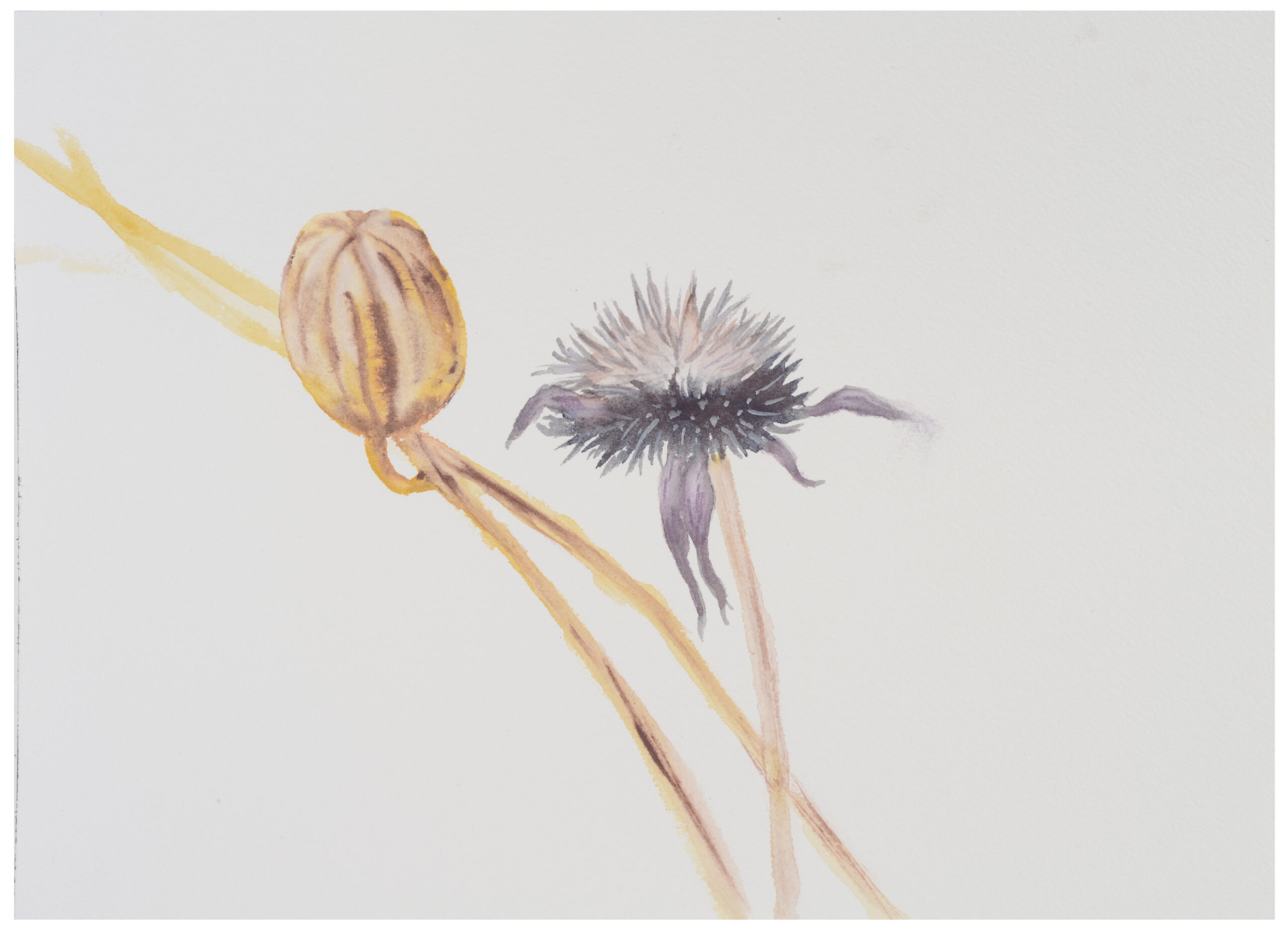 Seed-pod-and-seed-head_watercolor_8x11_January-2021-scaled