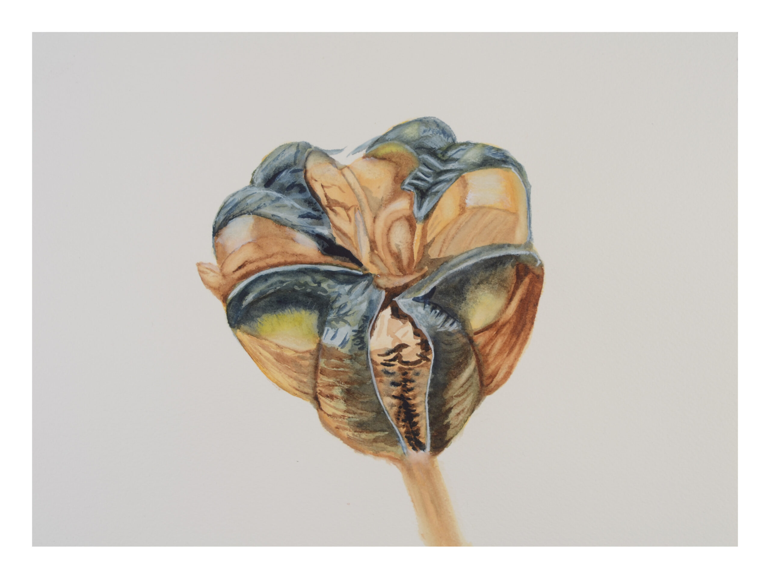 Seedhead-Frittilaria_watercolor_9x11_March-2021-scaled