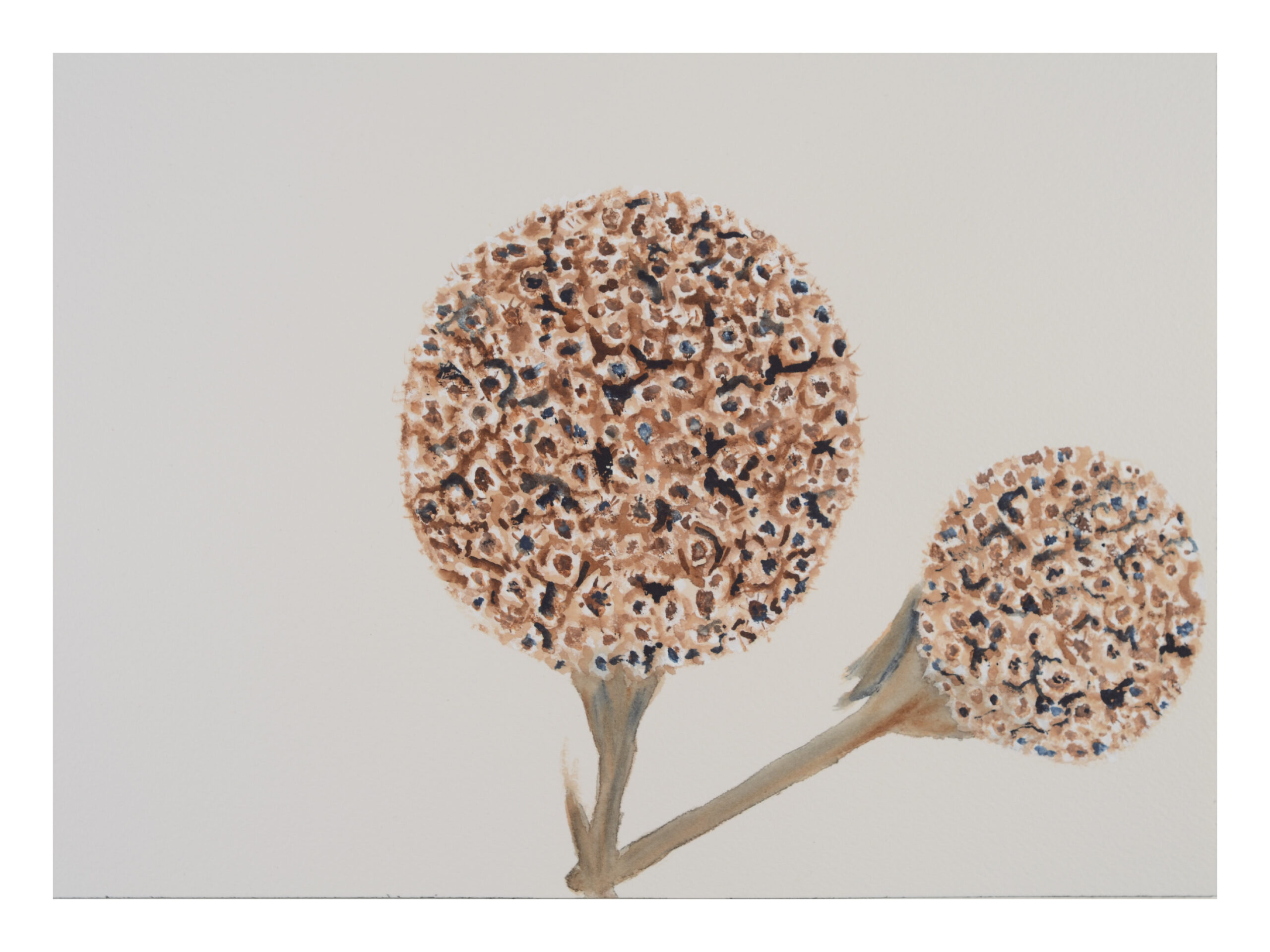 Seedhead-Monarda-fistula_watercolor_9x11_March-2021-scaled