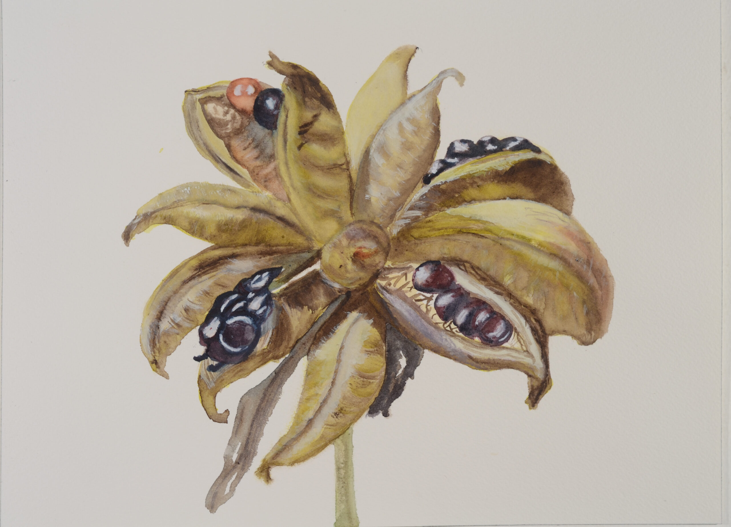 Seedhead-Peony_watercolor_9x11_February-2021-scaled
