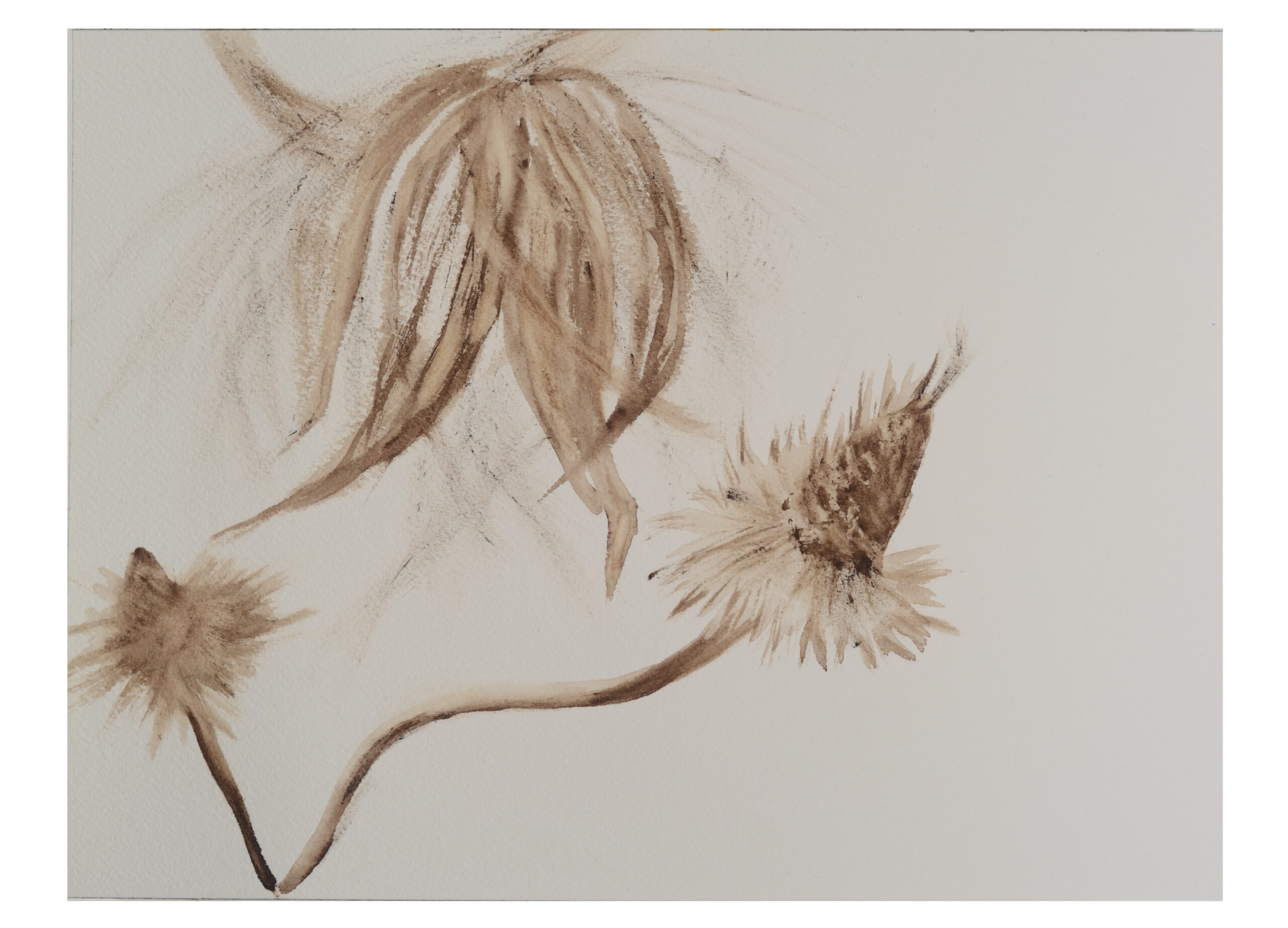 Seedheads_Watercolor_9x11_November-2020-scaled
