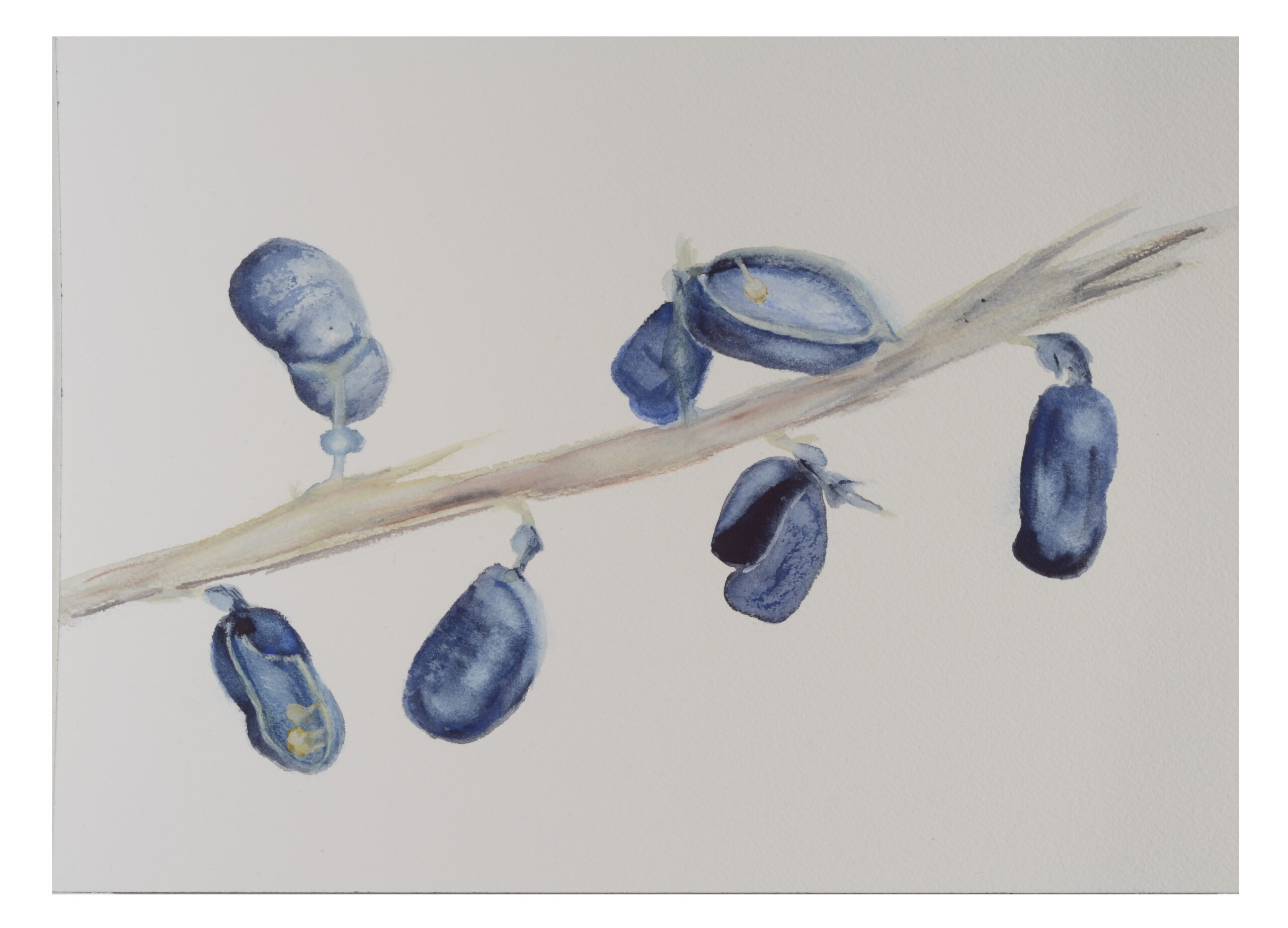 Seedpod-3_watercolor_9x11_January-2021-scaled