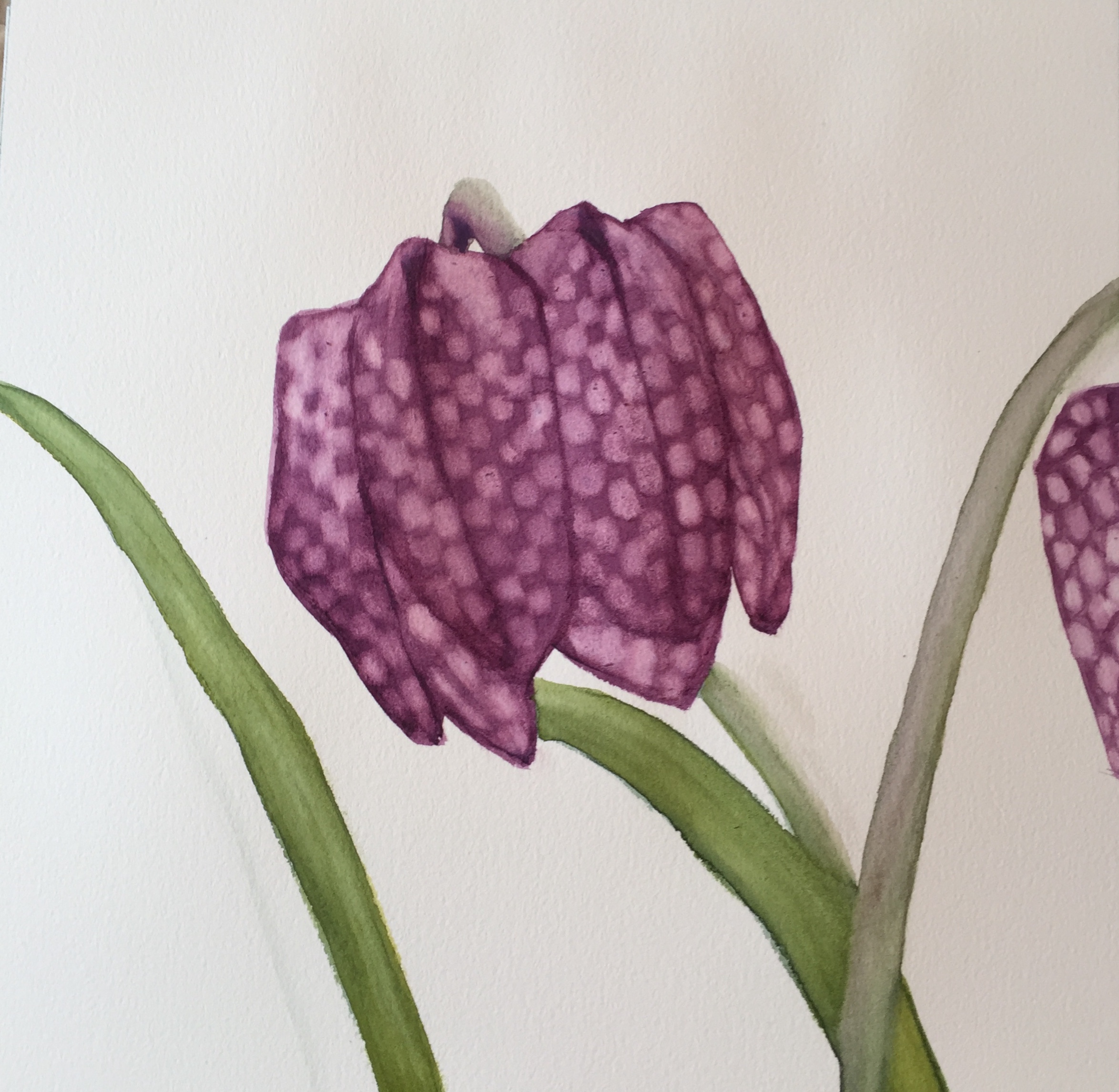 Shobha_Rearing-The-Snakeshead-Fritillaria_April-9_11x11_watercolor