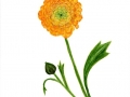 Ranunculus
