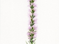 Liatris