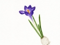 Crocus