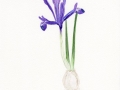 Iris reticulata