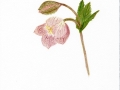 Hellebore