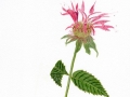 Bergamot/Beebalm