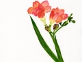 Freesia