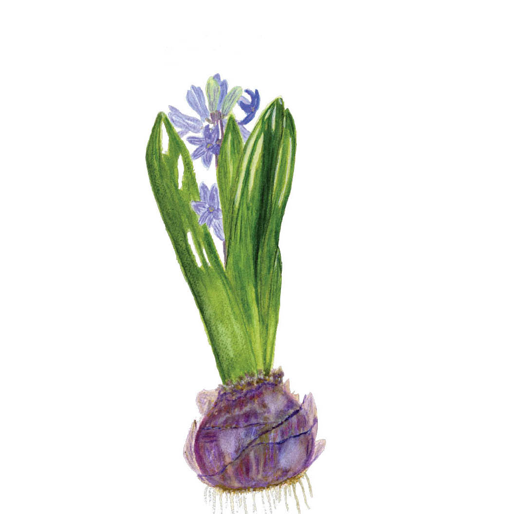 1_hyacinth1