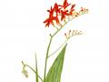 1_crocosmia1