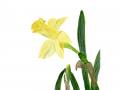 1_daffodil1