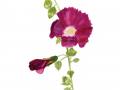 1_hollyhock1