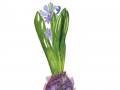1_hyacinth1