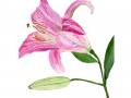 1_lily1