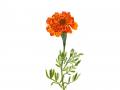 1_marigold1