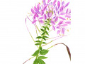 cleome