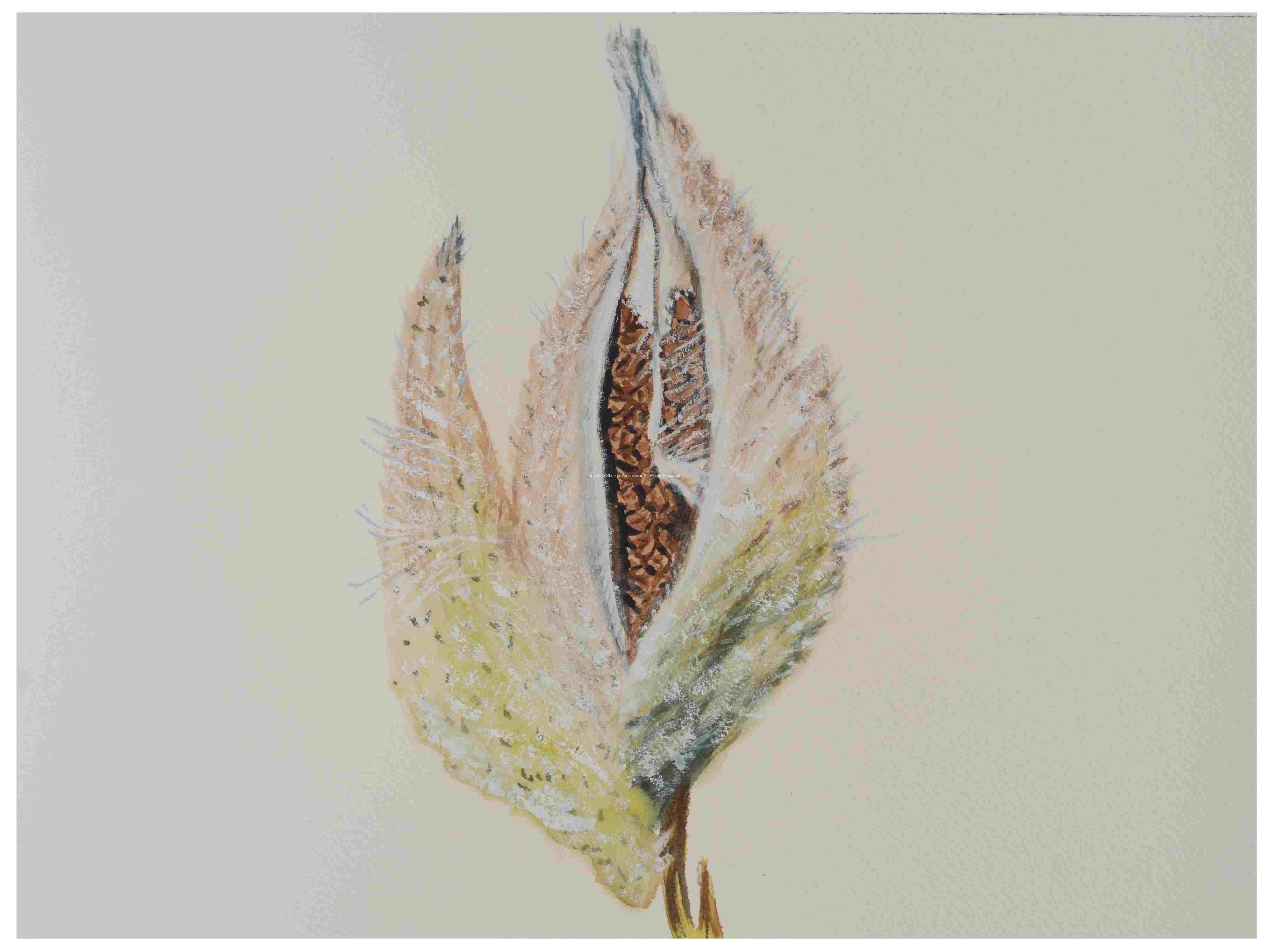 1_Seed-Pod-Milkweed_Watercolor_9x11_May-2021