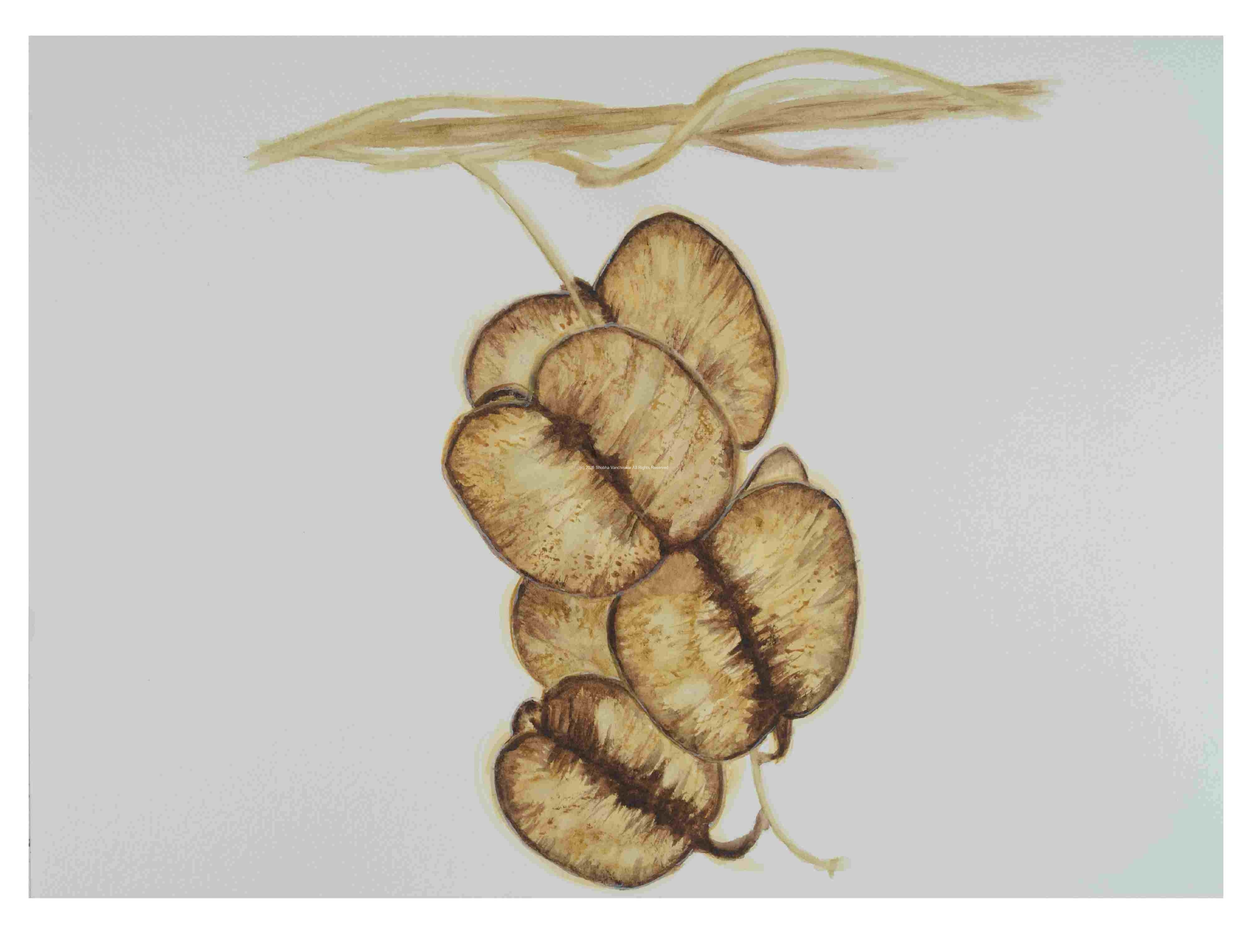 1_Seed-Pod-Wild-Yam_watercolor_12x16_April-2022