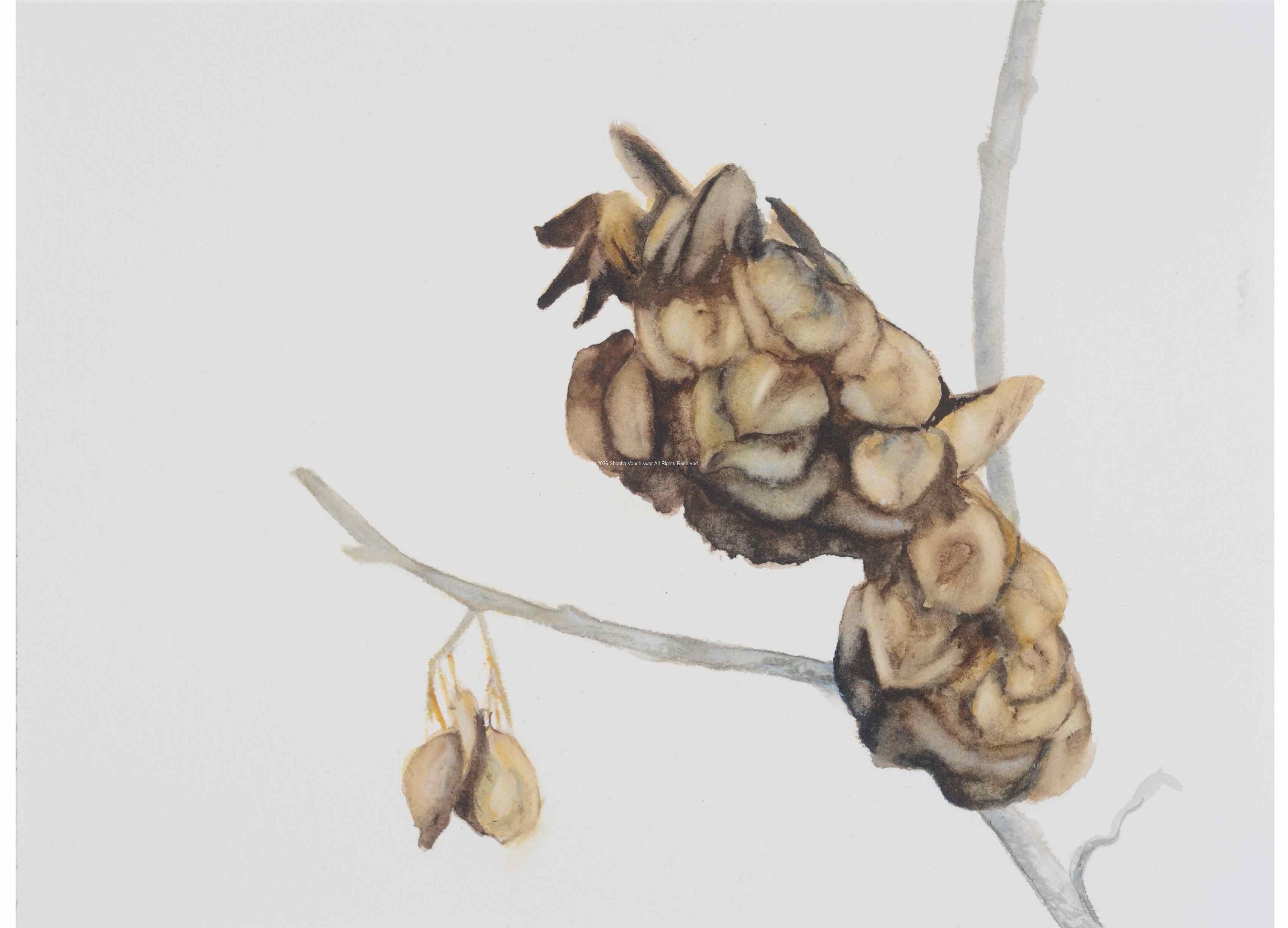 1_Seed-pod-4_watercolor_9x11_January-2021