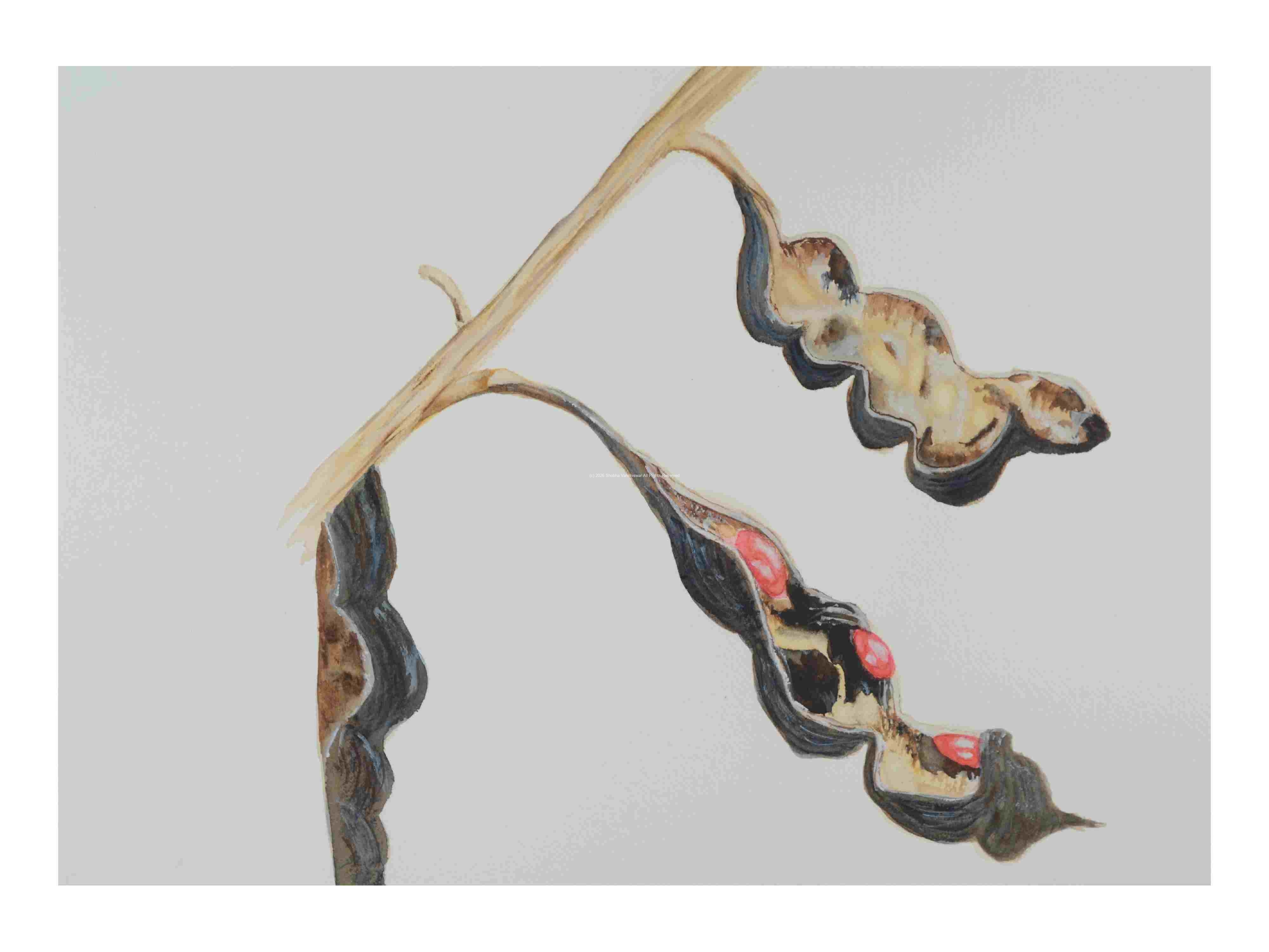 1_Seed-pod-Coral-Bean_watercolor_14x16_2022-Jan