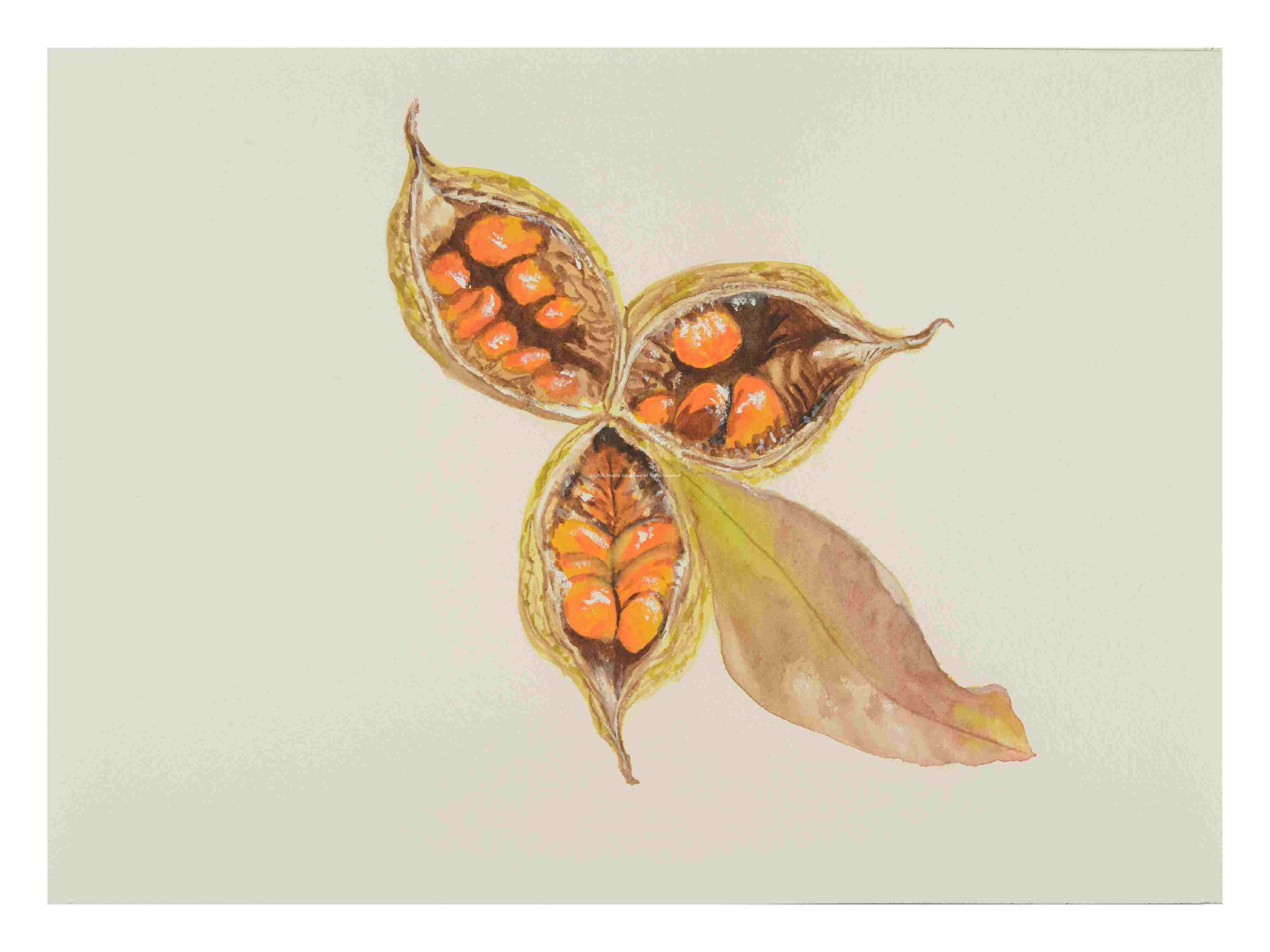 1_Seed-pod-Lily_watercolor_10x14_November-2021