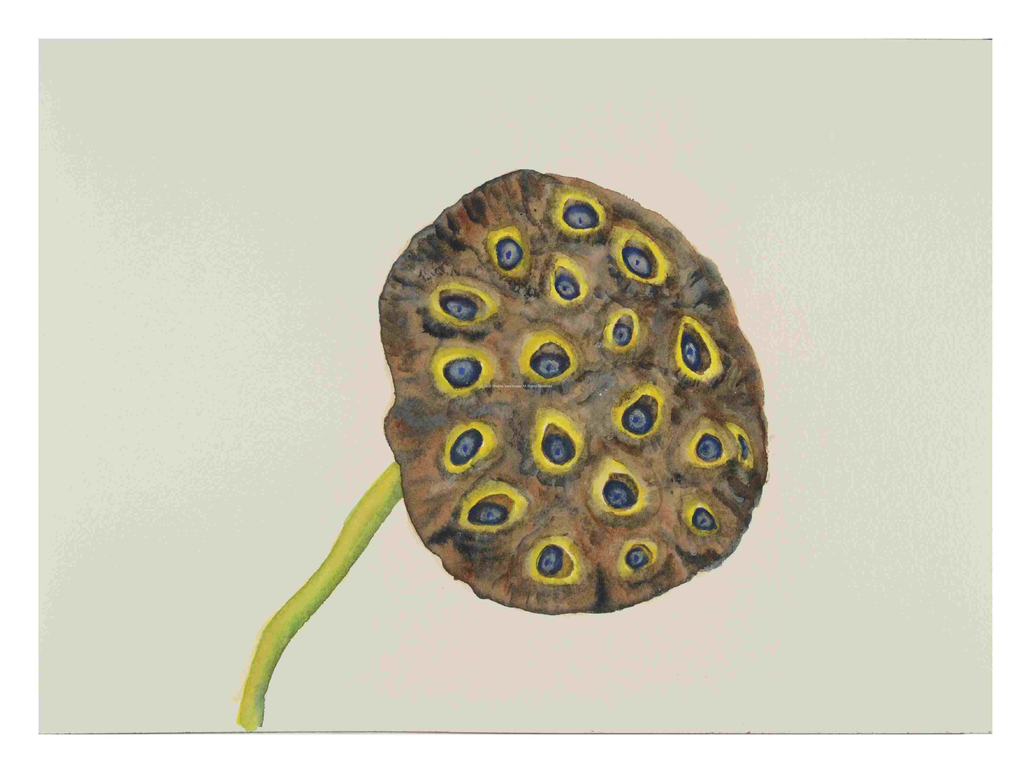 1_Seed-pod-Lotus_Watercolor_10x14_November-2021