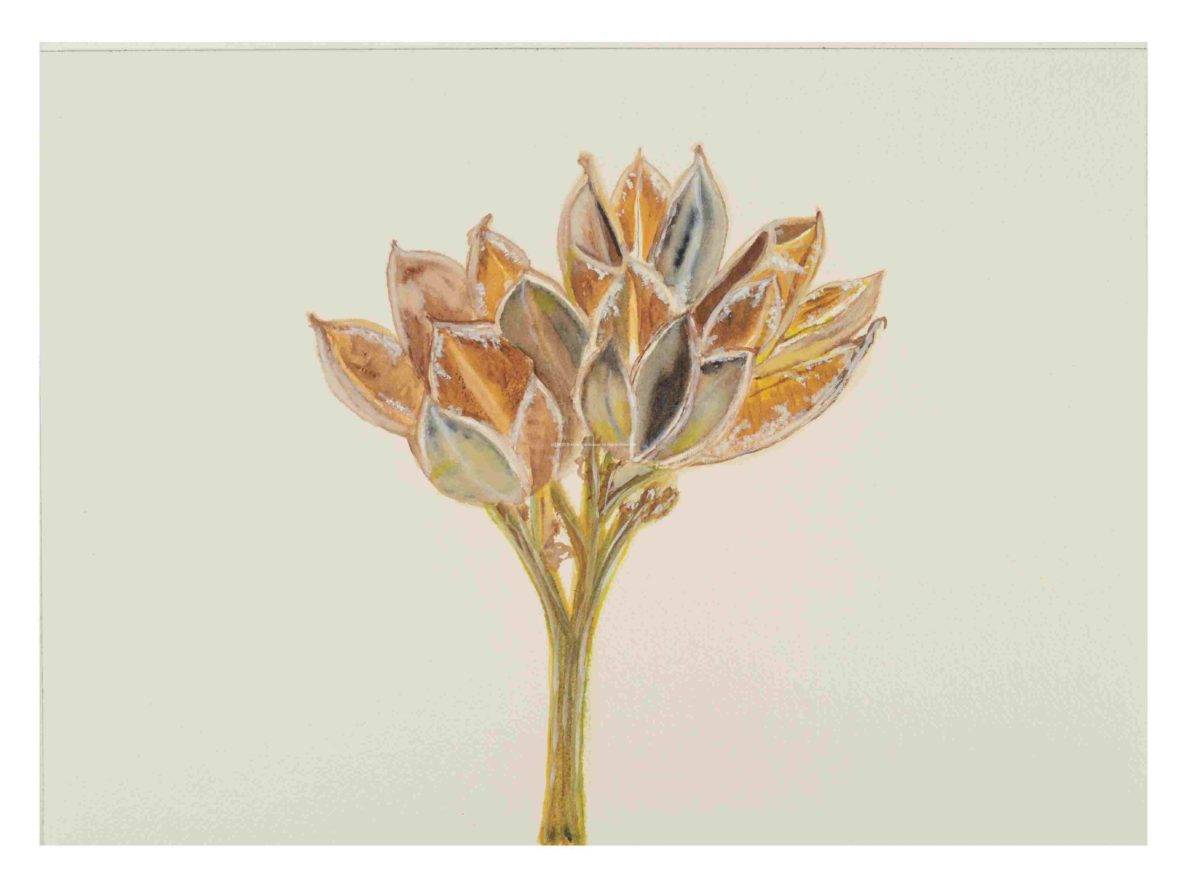 1_Seed-pods-American-Agave_watercolor_10x14_November-2021