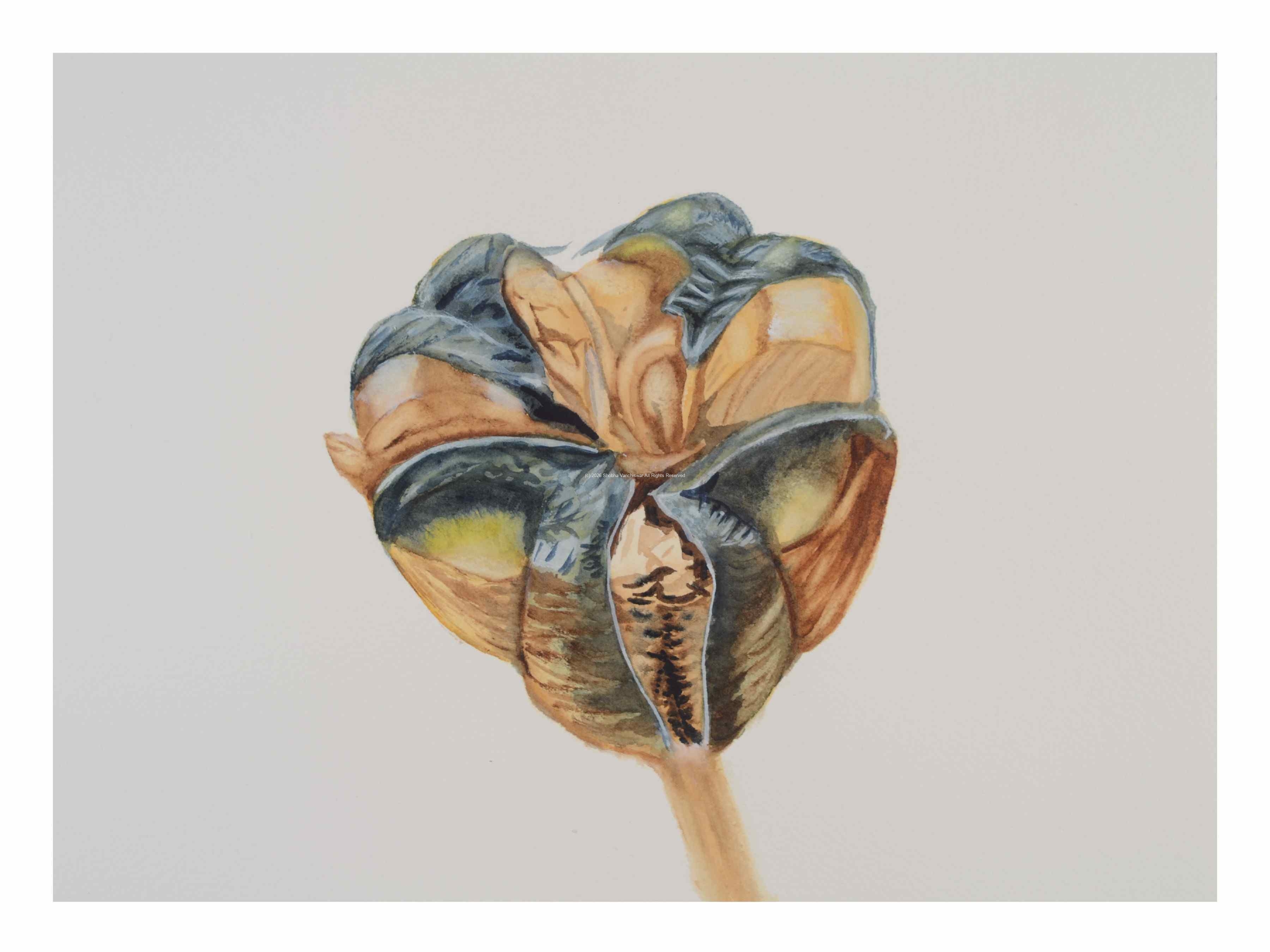 1_Seedhead-Frittilaria_watercolor_9x11_March-2021