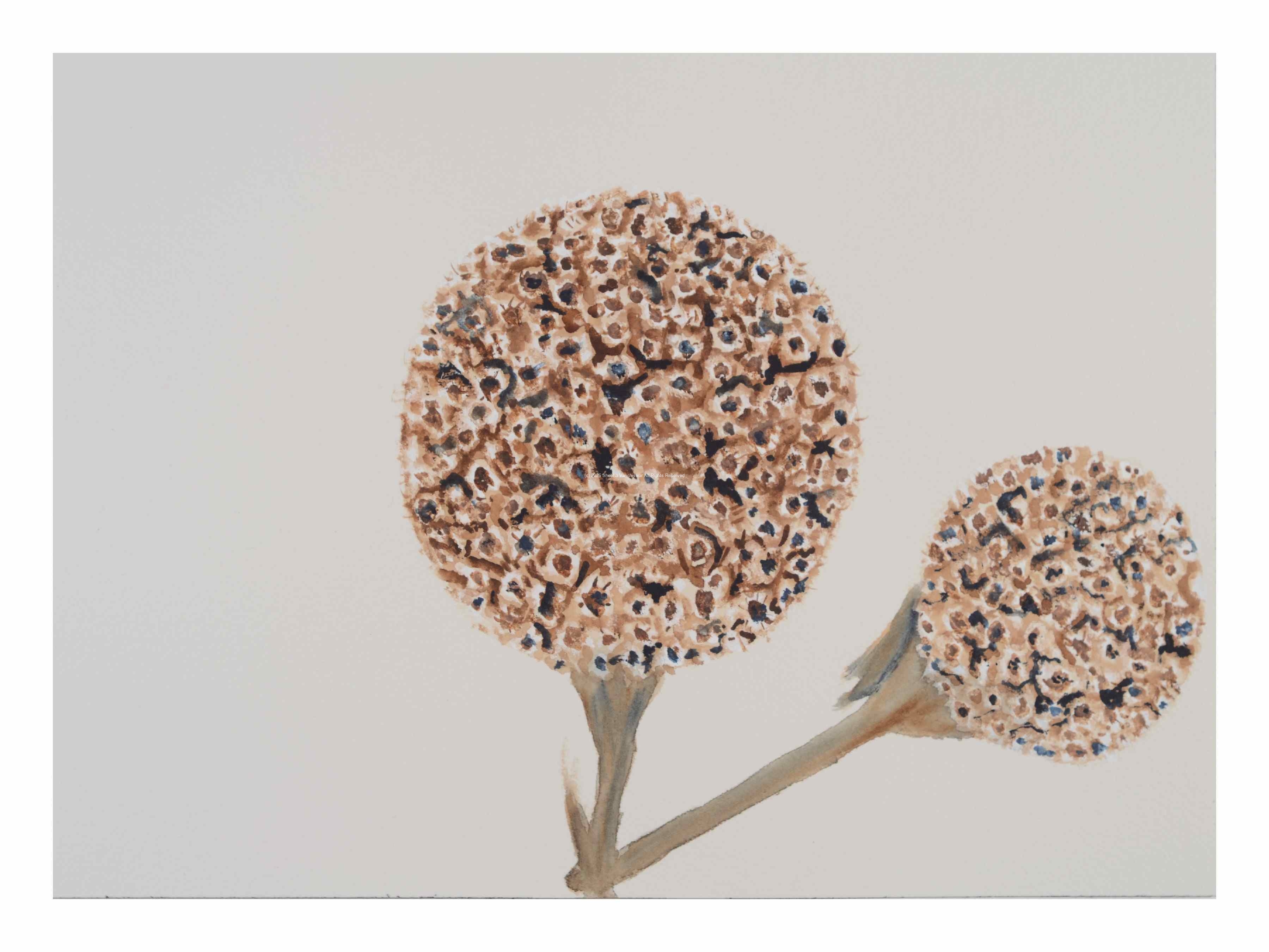 1_Seedhead-Monarda-fistula_watercolor_9x11_March-2021