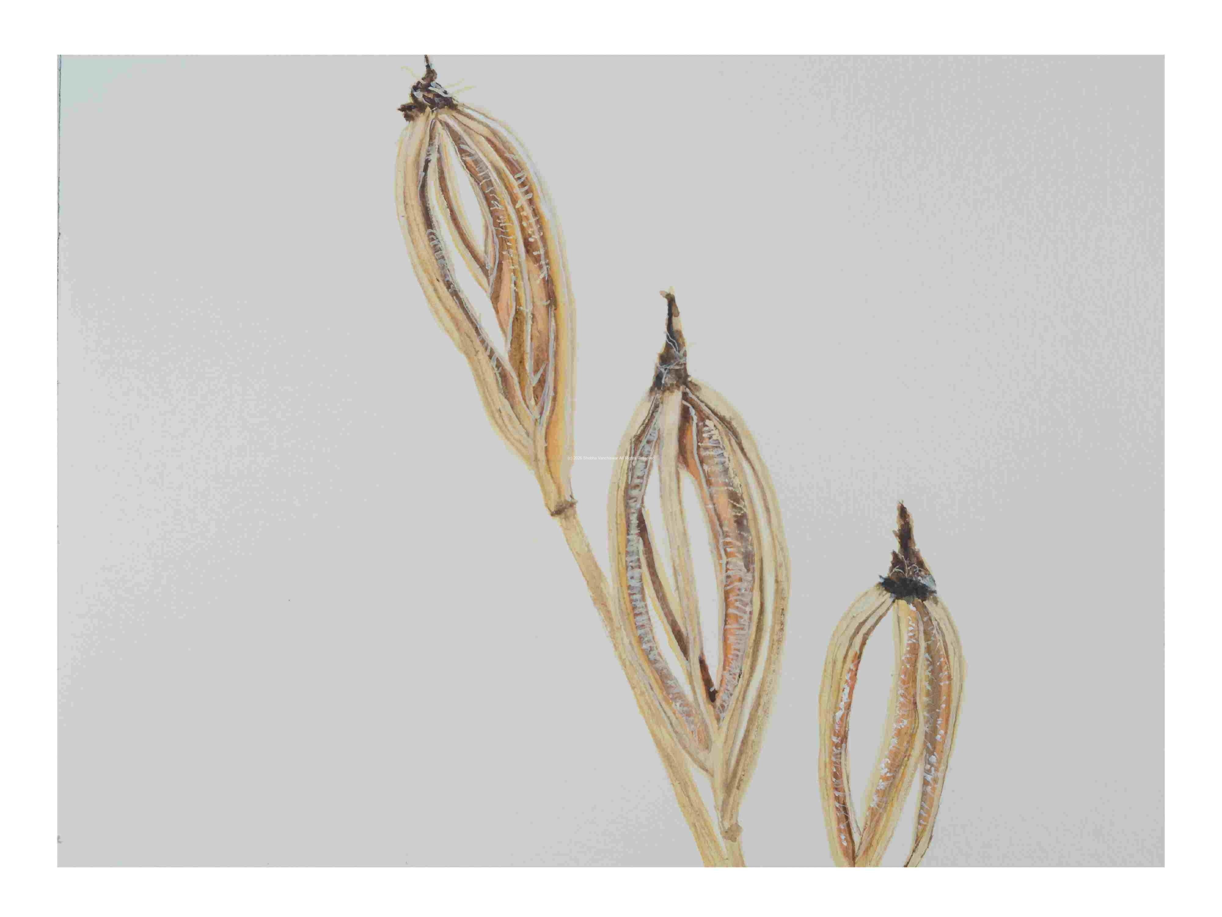 1_Seedpod-Cephalanthera-longifolia-narrow-leaved-Helleborine_watercolor_9x12_2023