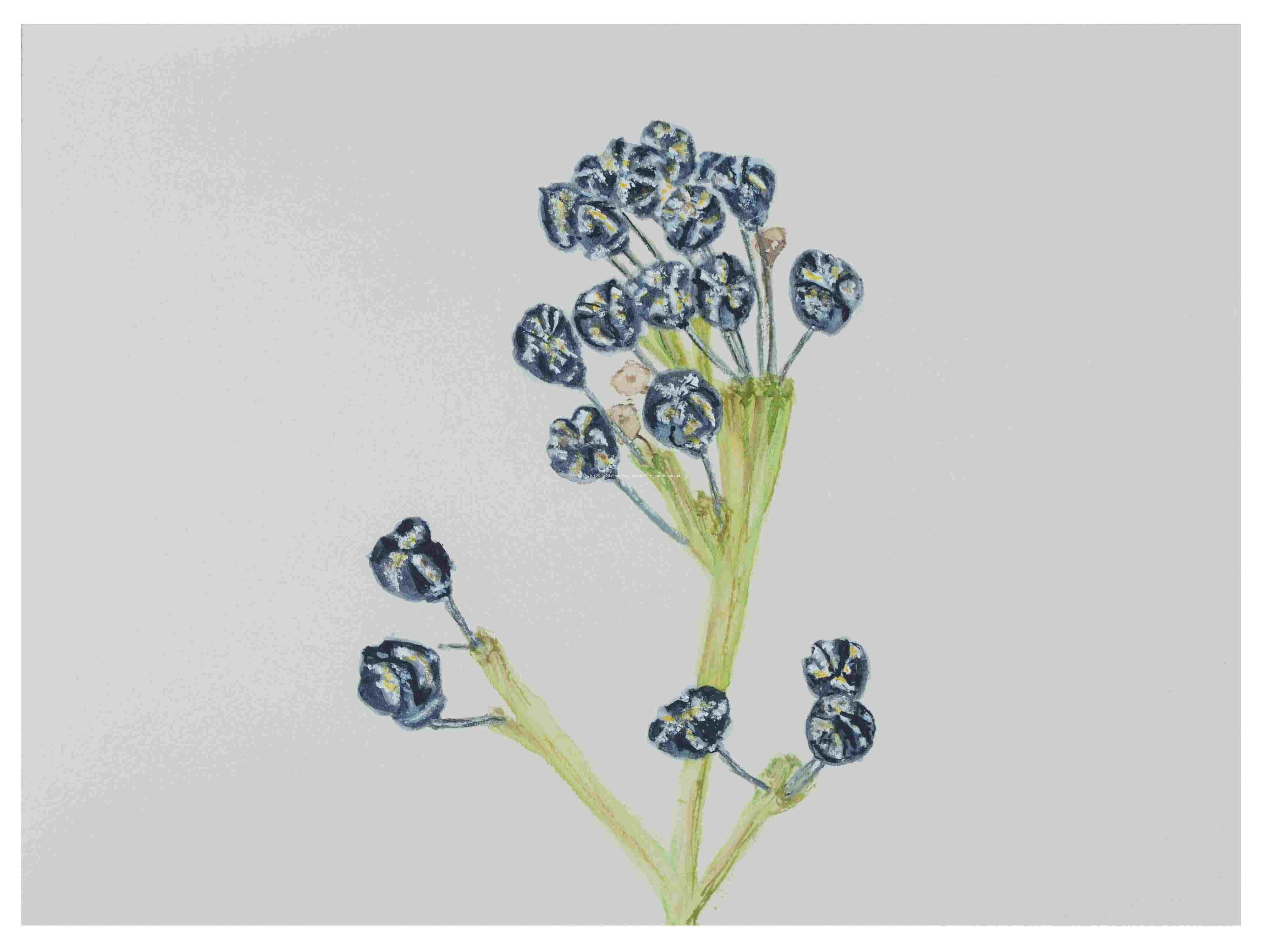 1_Seedpod-New-Jersey-Tea_watercolor_9X11_2023