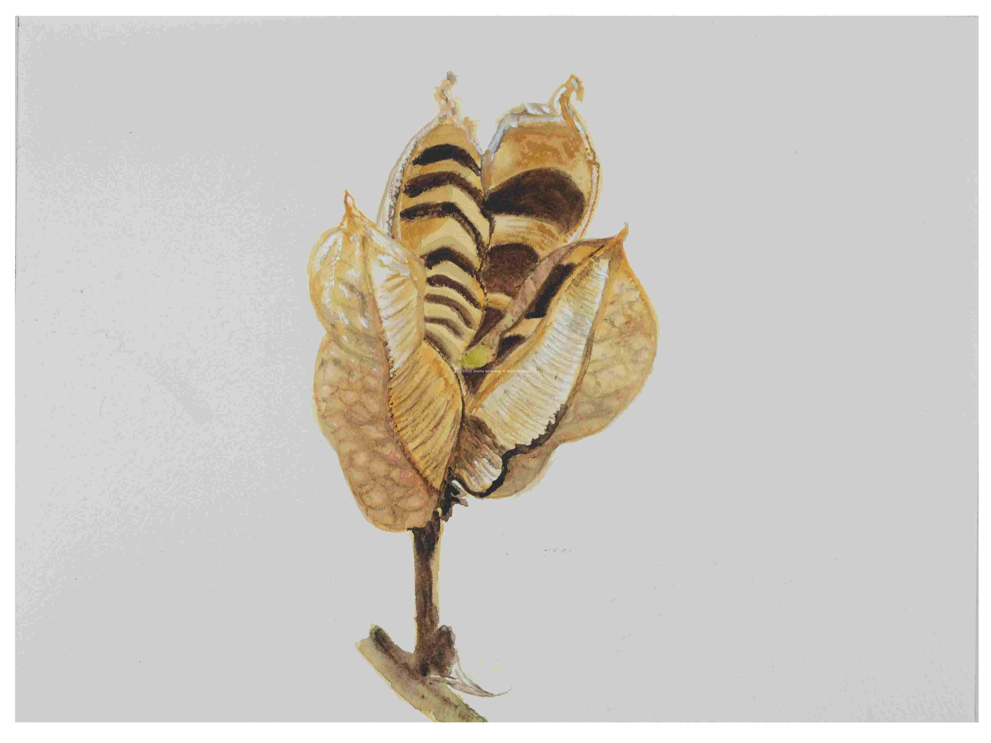 1_Seedpod-Yucca-2_watercolor_9x11_2023