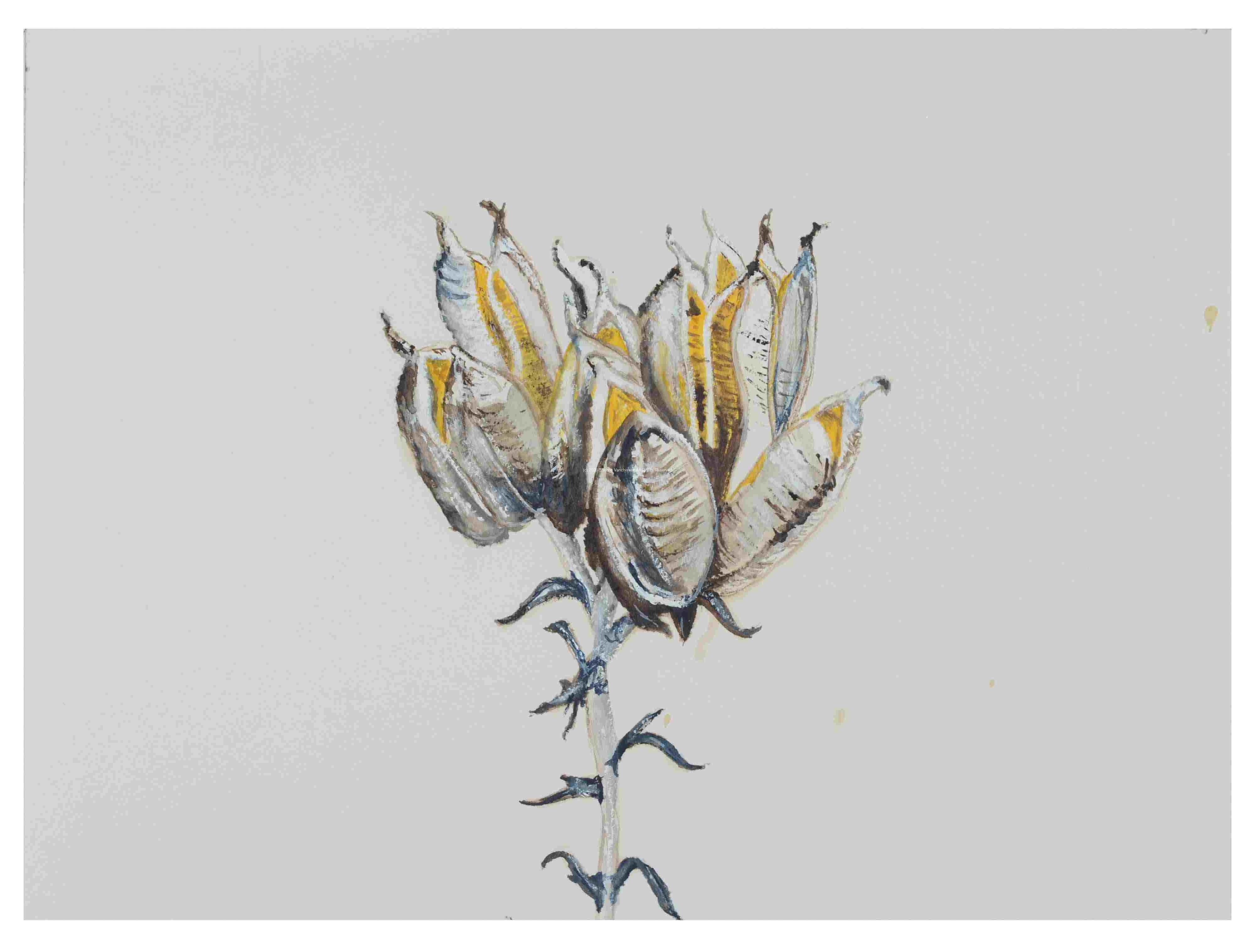1_Seedpod-Yucca_watercolor_9X11_2023