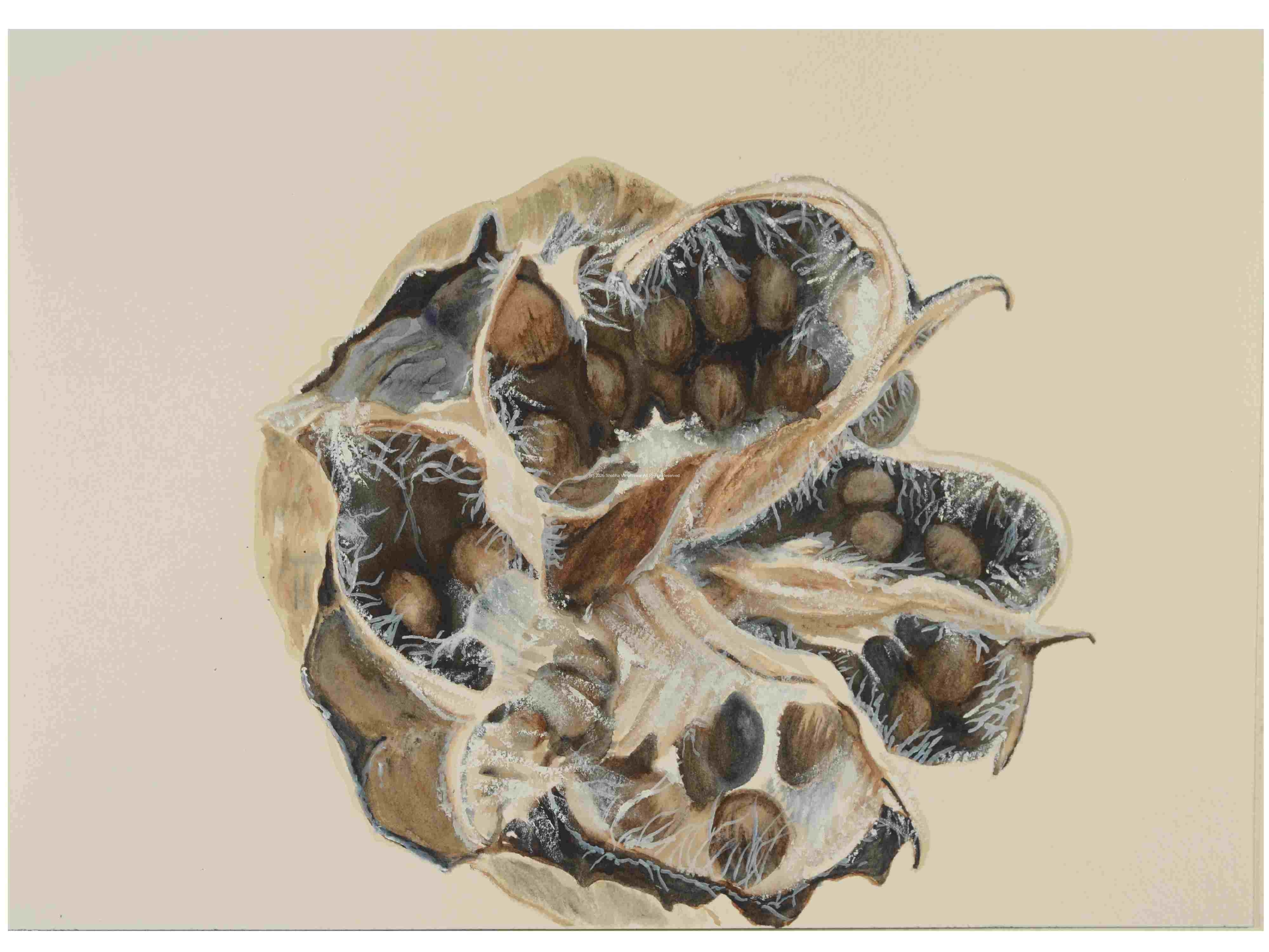 1_Seedpod_Swamp-Mallow_watercolor_10x14_October-2021