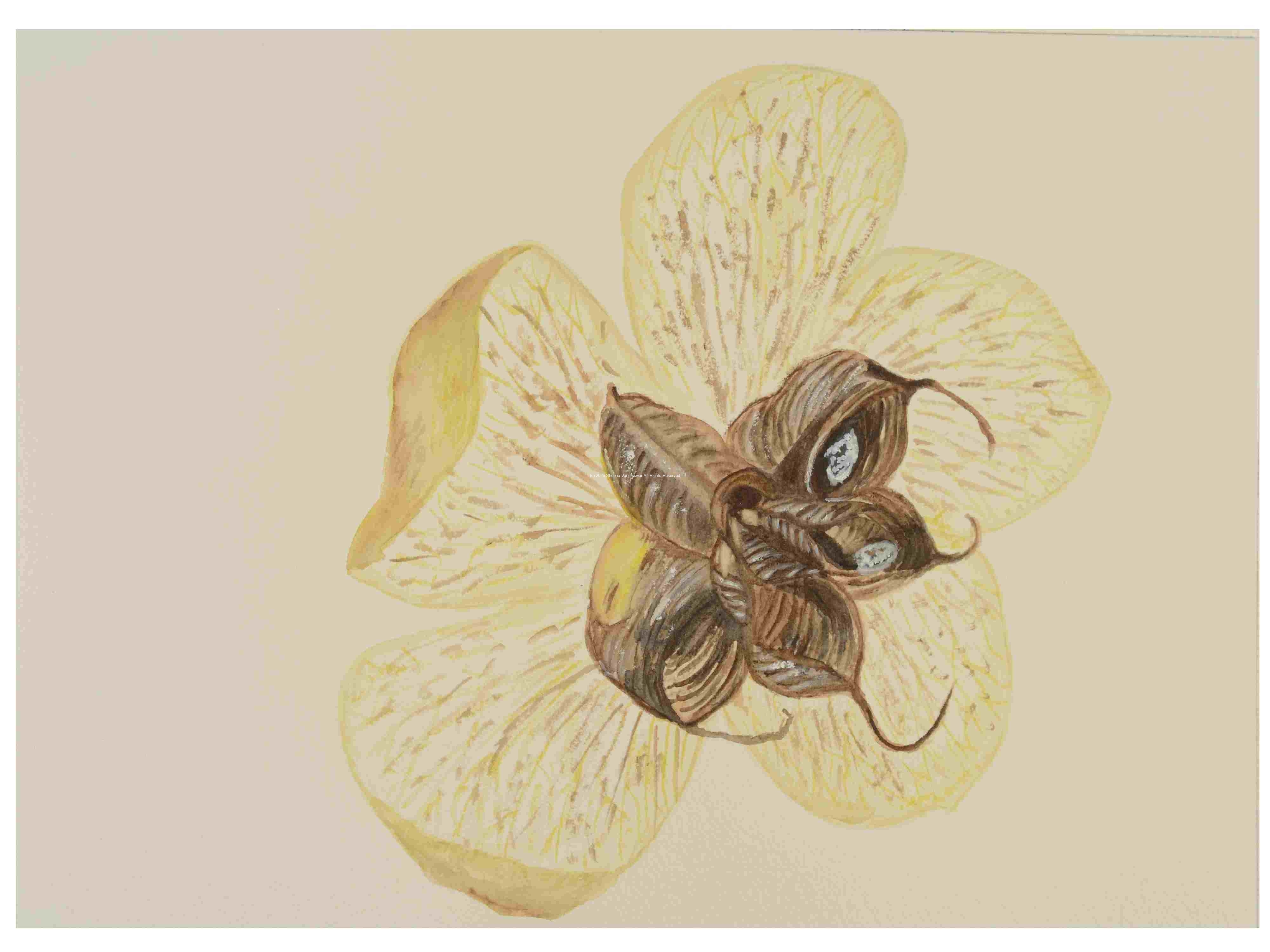 1_Seedpods_Hellebore_watercolor_10x14_October-2021