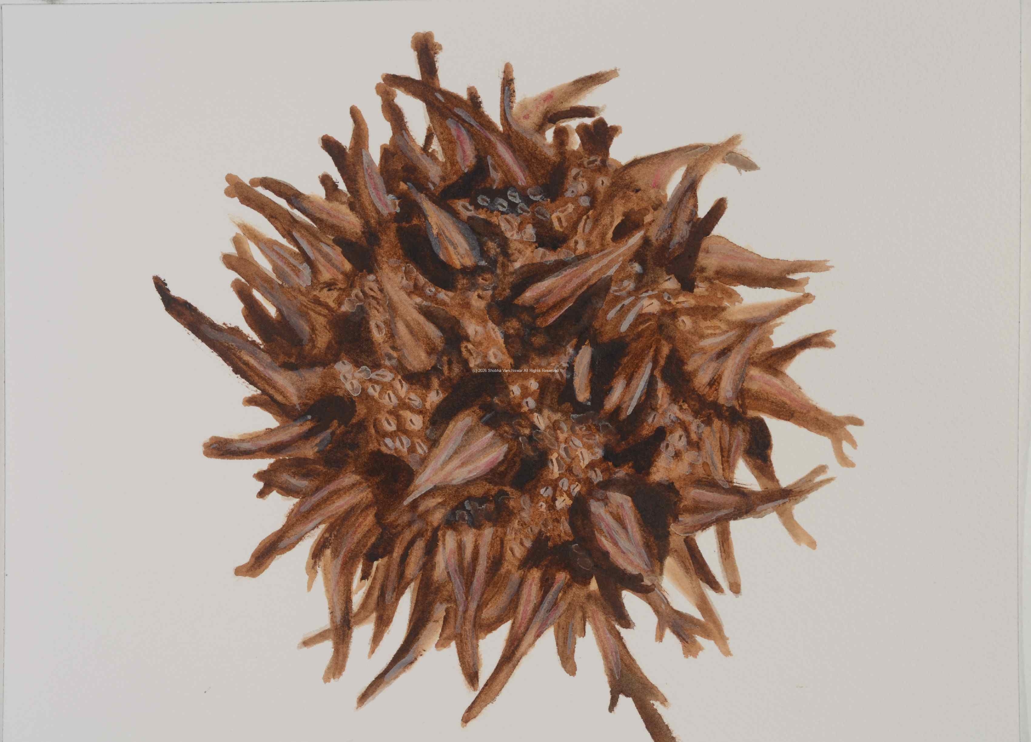 2_Seed-Burr-Sweet-Gum_Watercolor_9x11_February-2021