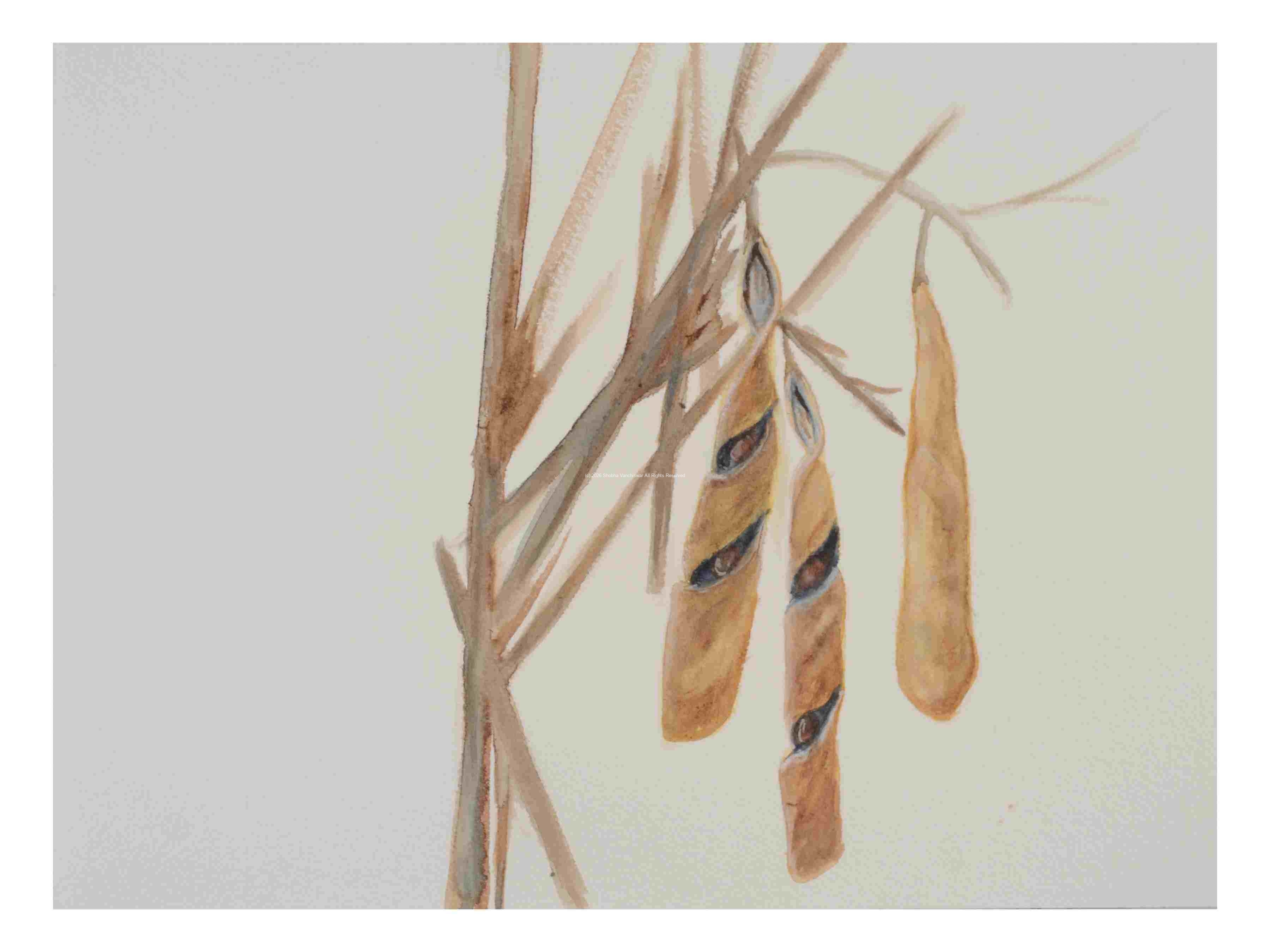 2_Seed-Pods-Wisteria_watercolor_9x11_March-2021